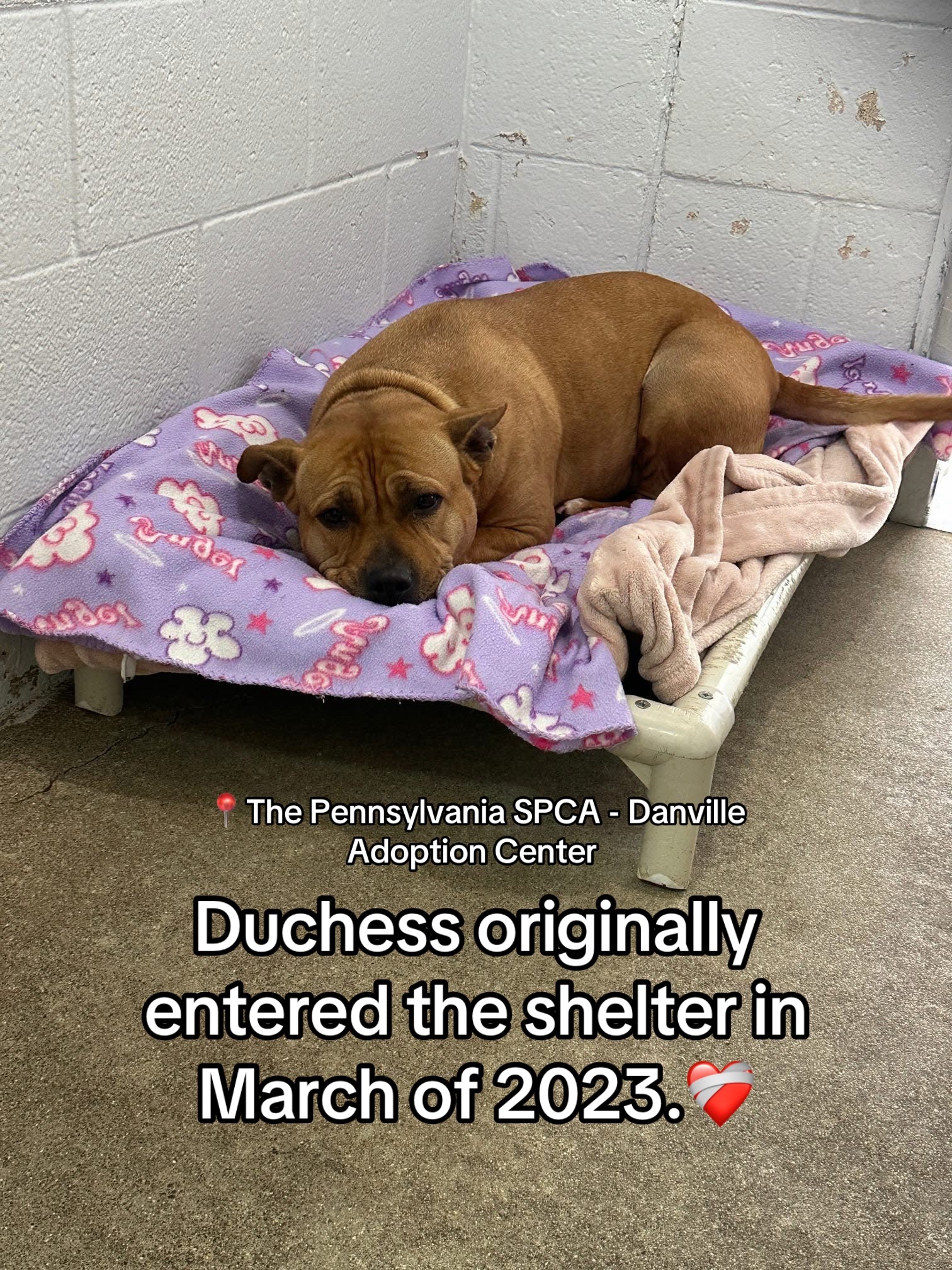@Adopt a Pet