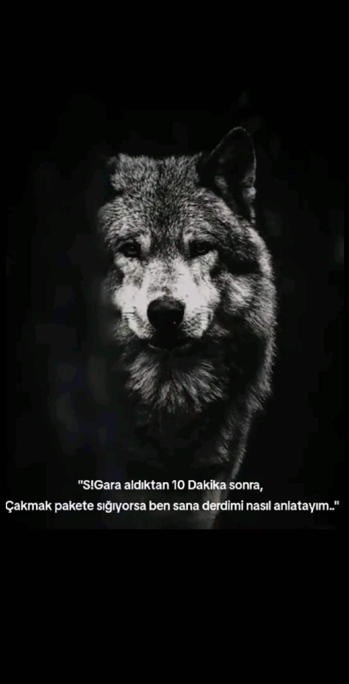 @WOLFMENTÜRK