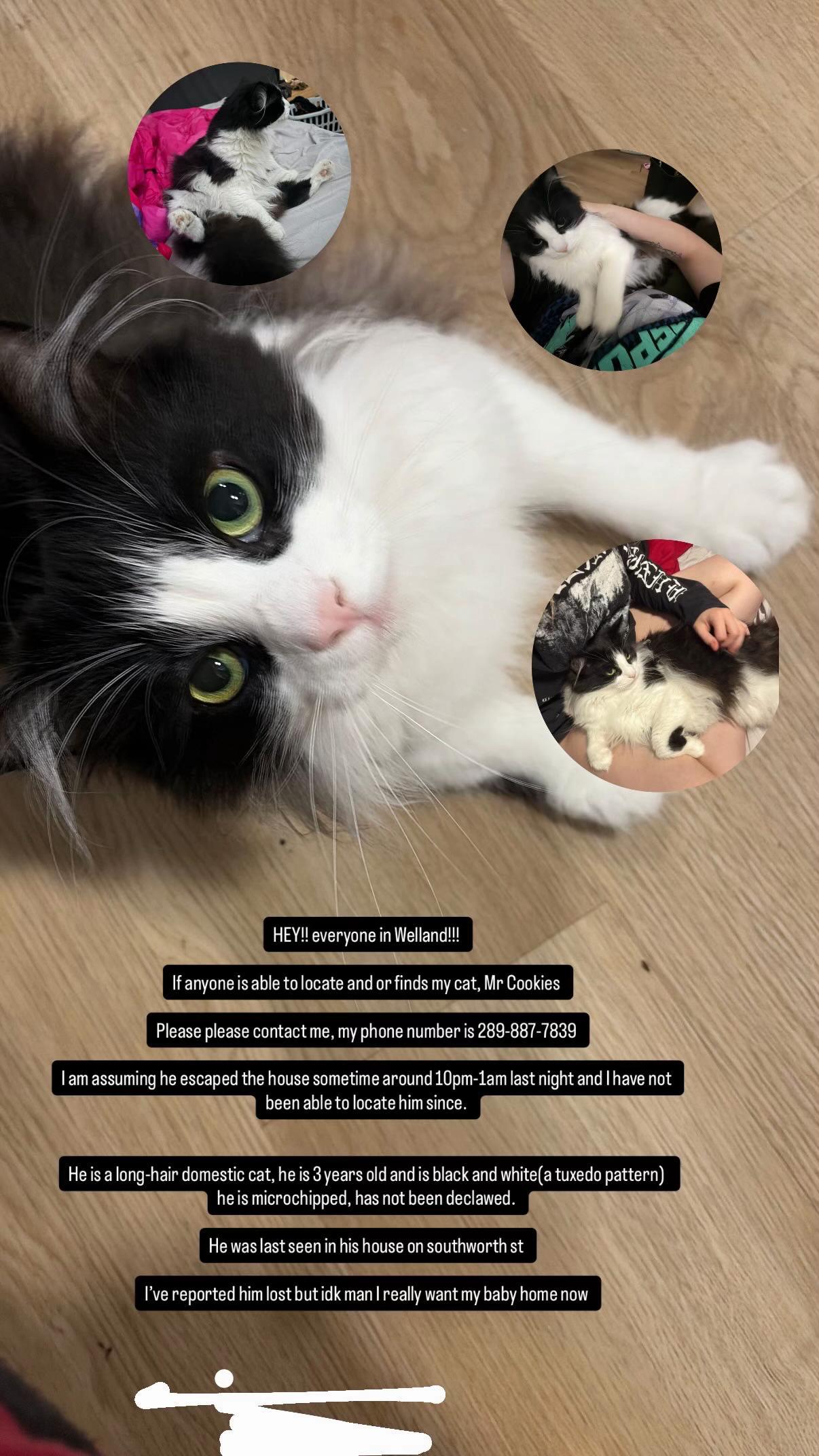@froggiesworld