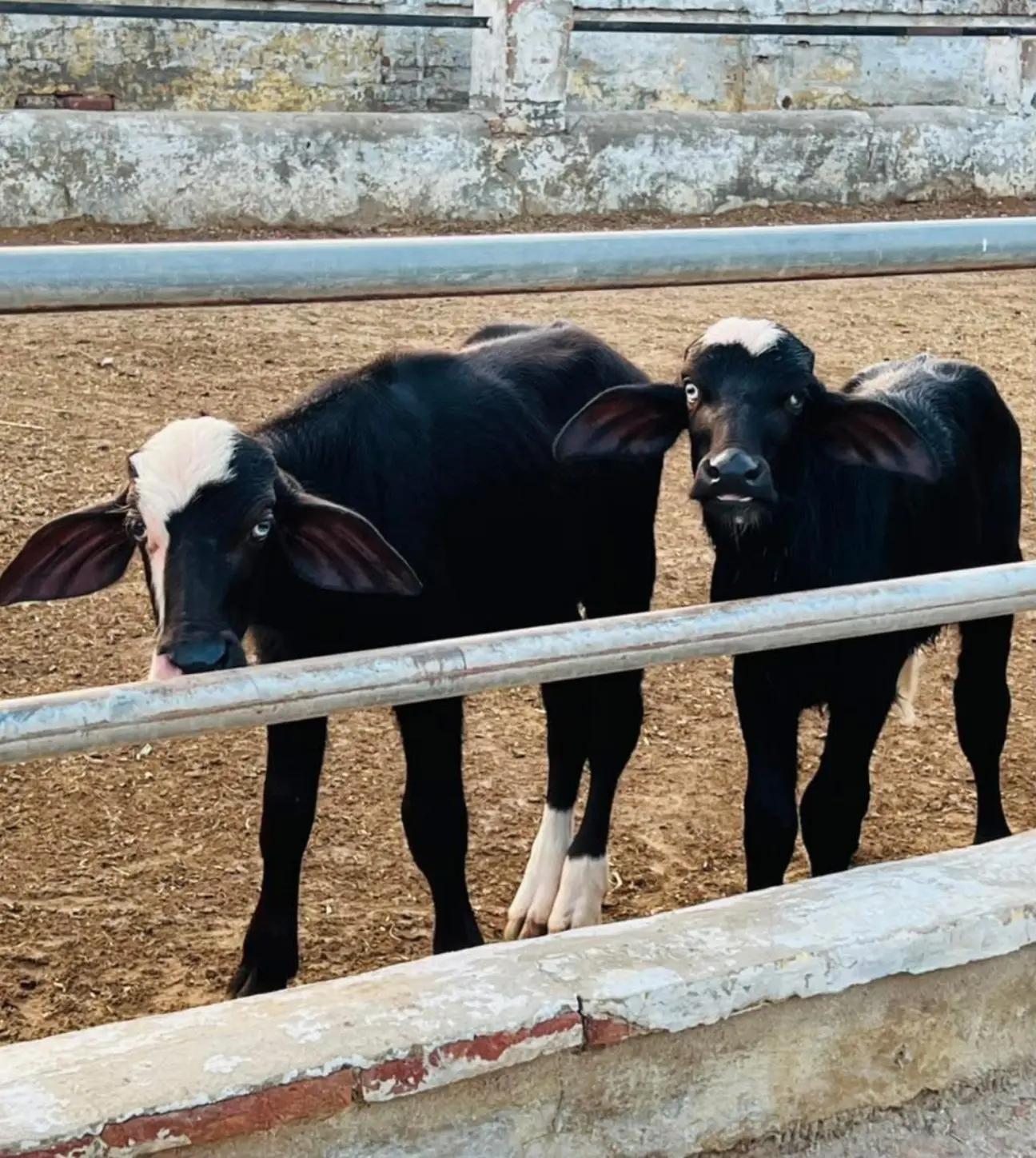 @GUJJAR DAIRY FARM