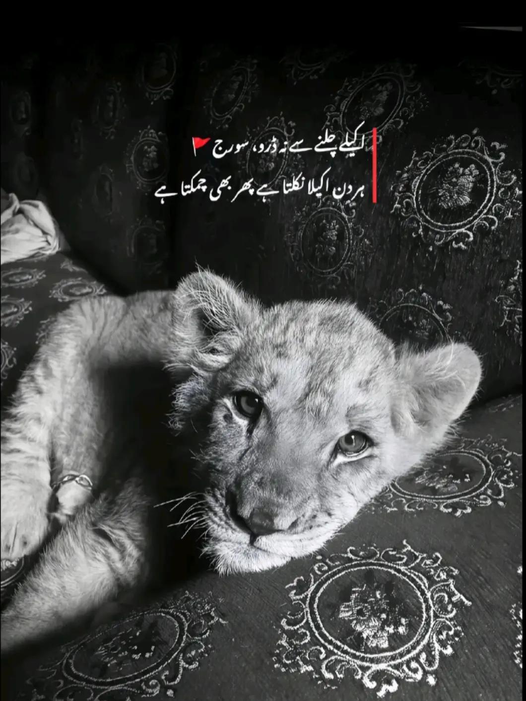 @محمد_عثمان💸