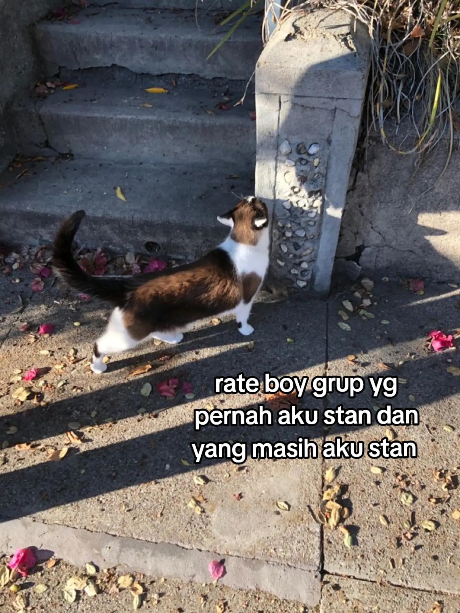 @miauw