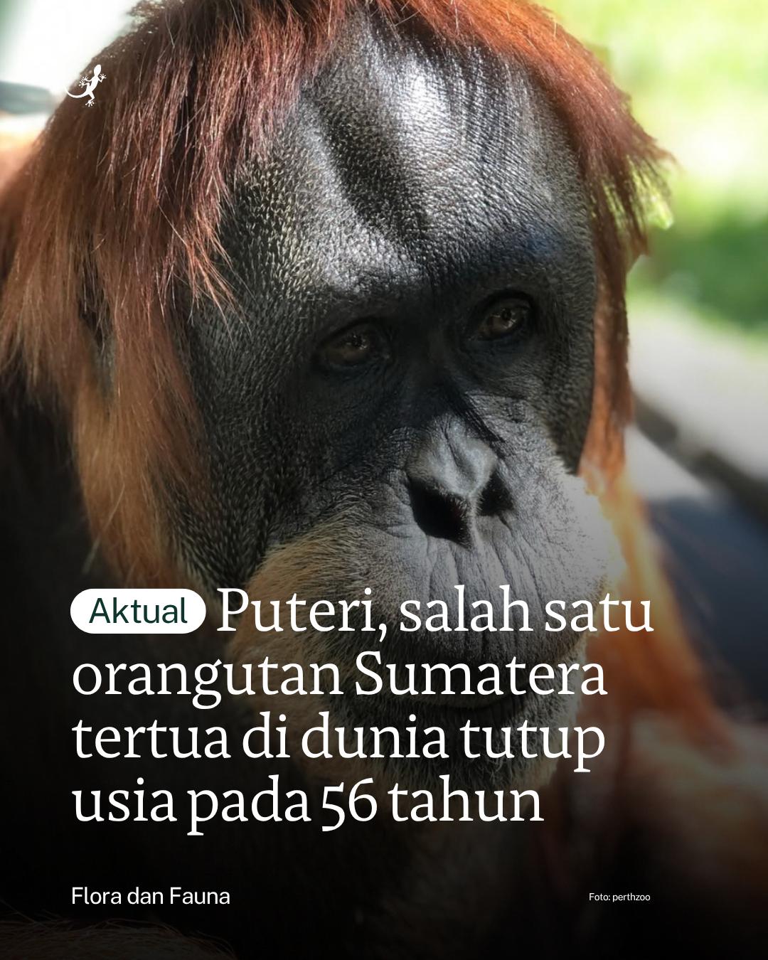 @mongabayindonesia