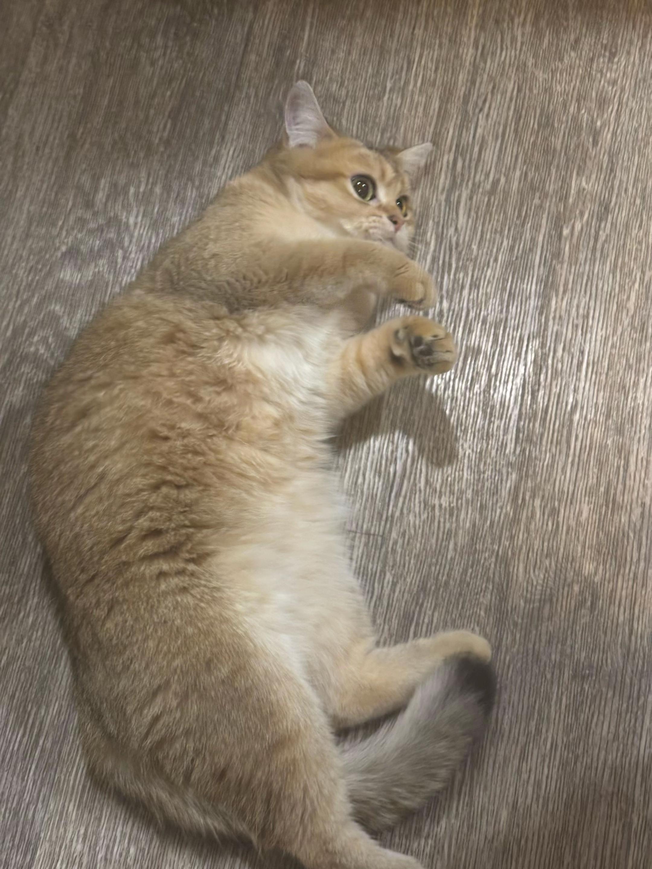 @Леонора😼😻