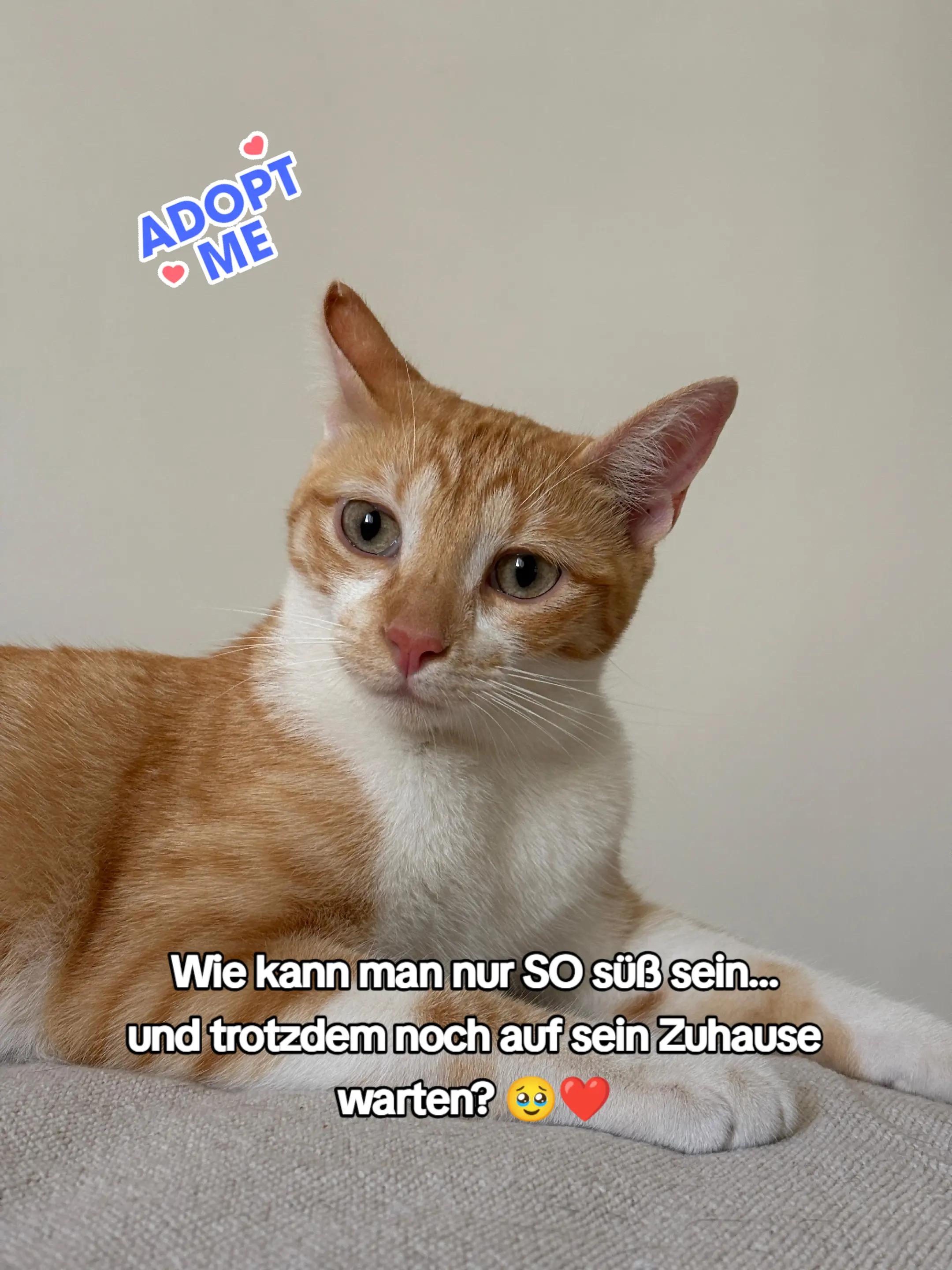 @Katzenblicke e.V.
