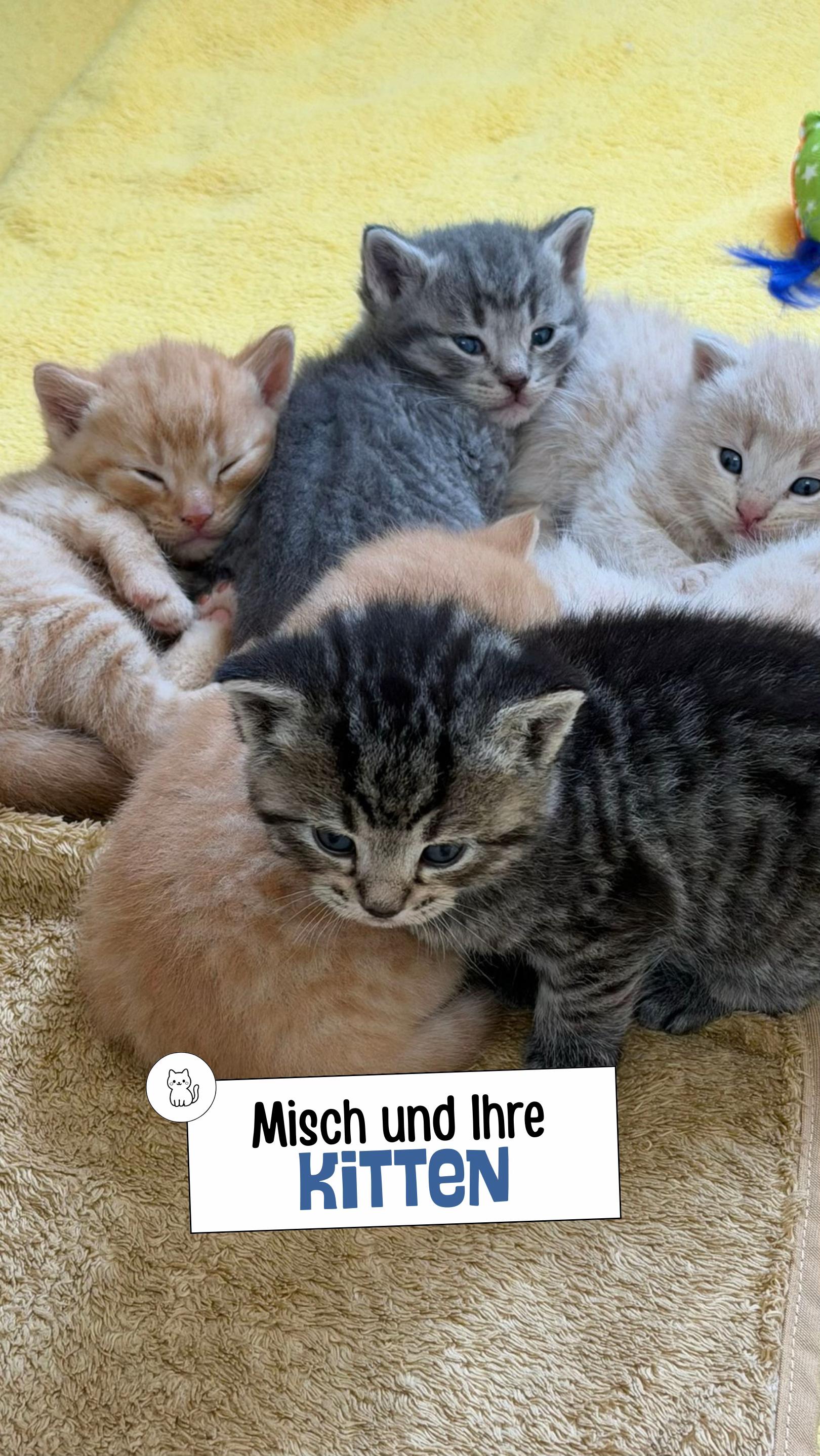 @Tierheim_Bremerhaven