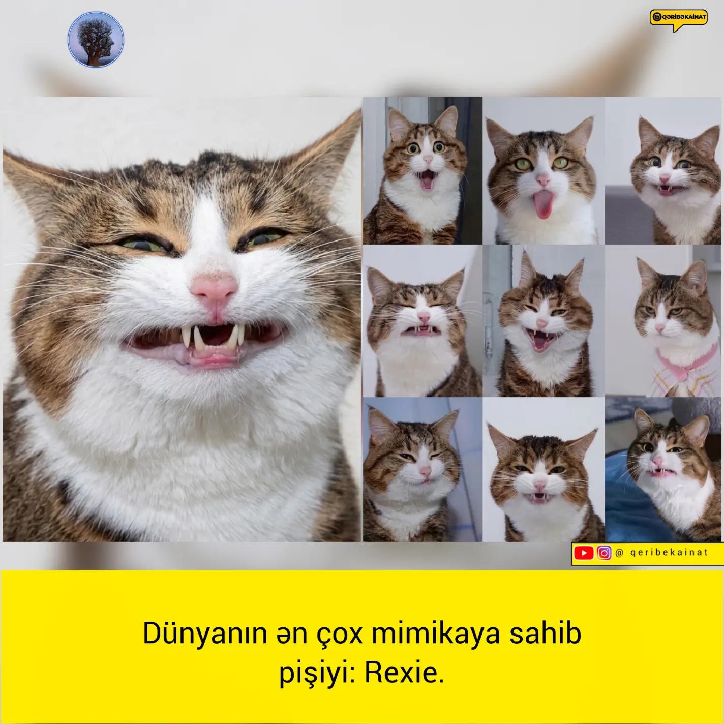 @qeribekainat