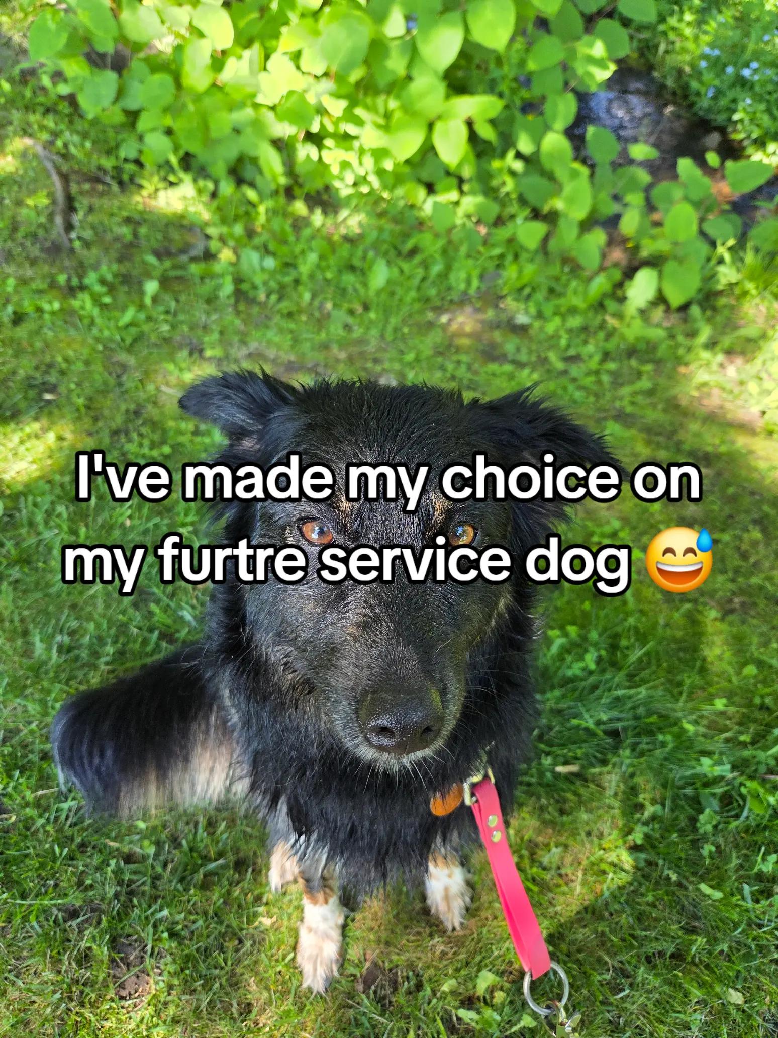 @Nala the Service aussie