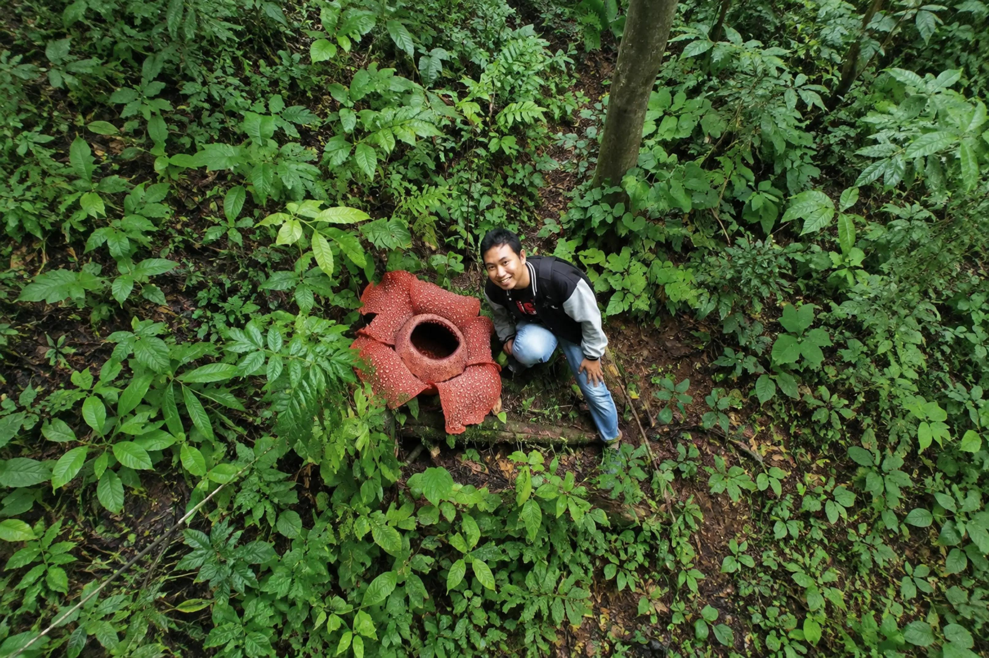 @Sofian Rafflesia