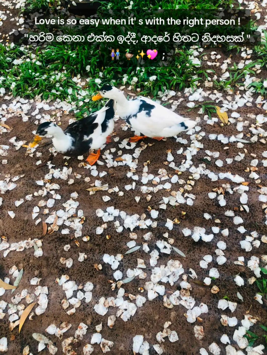 @KaMoShI🍂