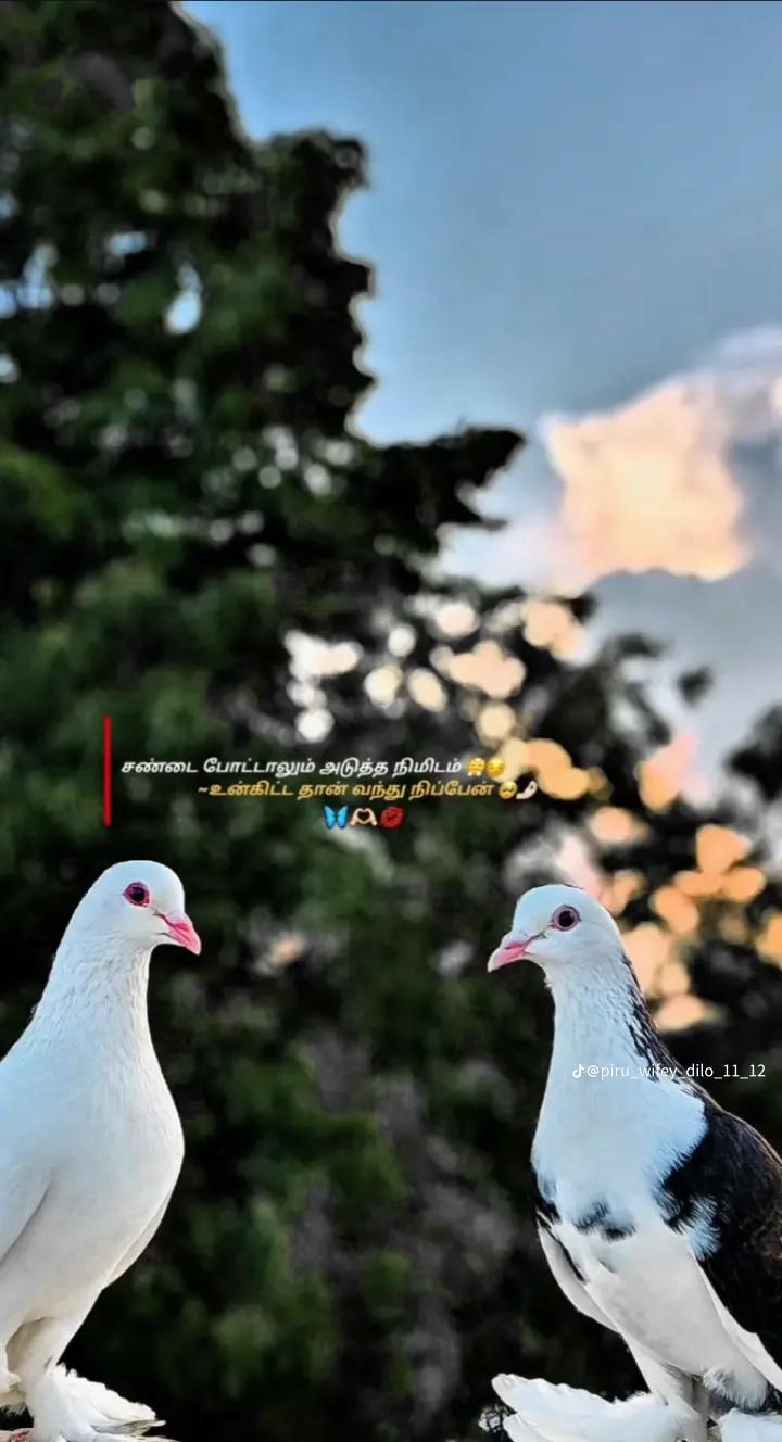 @🍃💖Kechsa 𓆩♡𓆪 Ajey 🥀⛓️