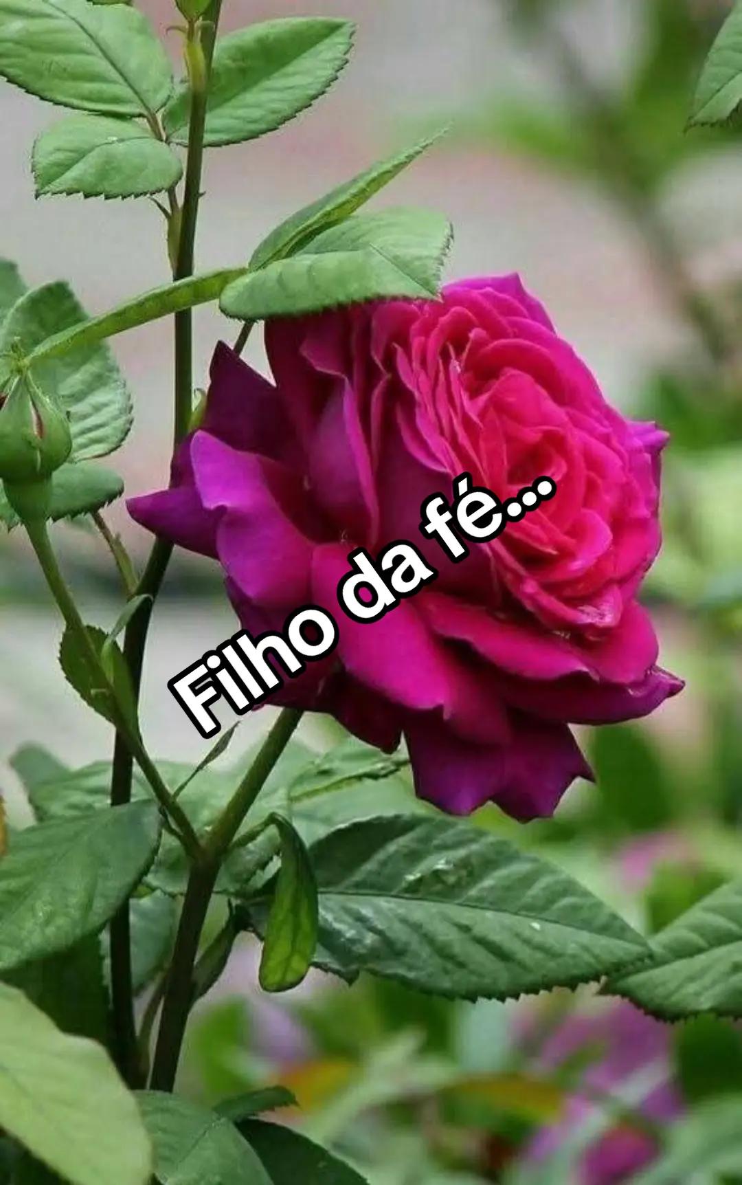 @CIDA GALV&Atilde;O A ABEN&Ccedil;OADA