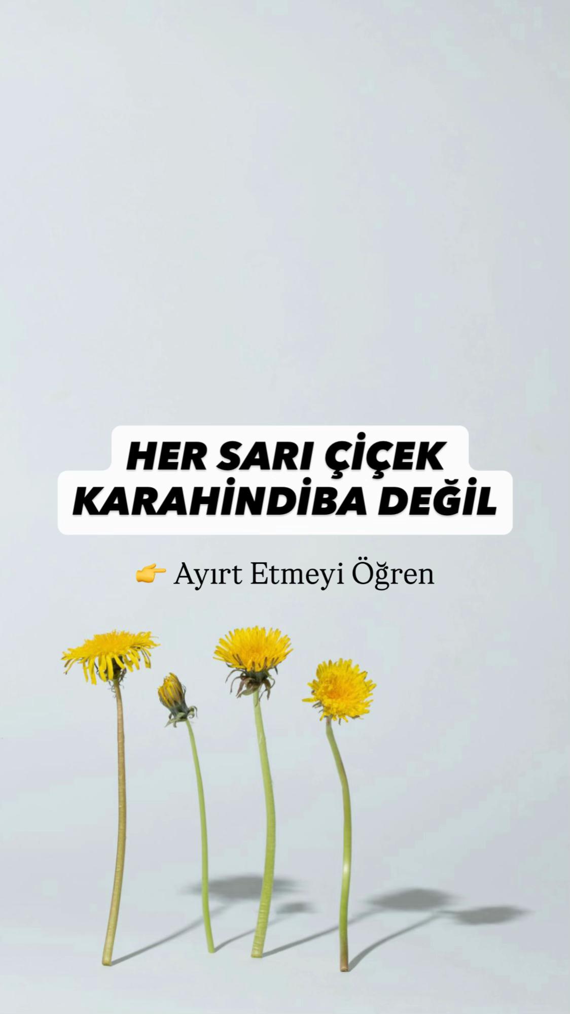 @Erdem &Ouml;ner