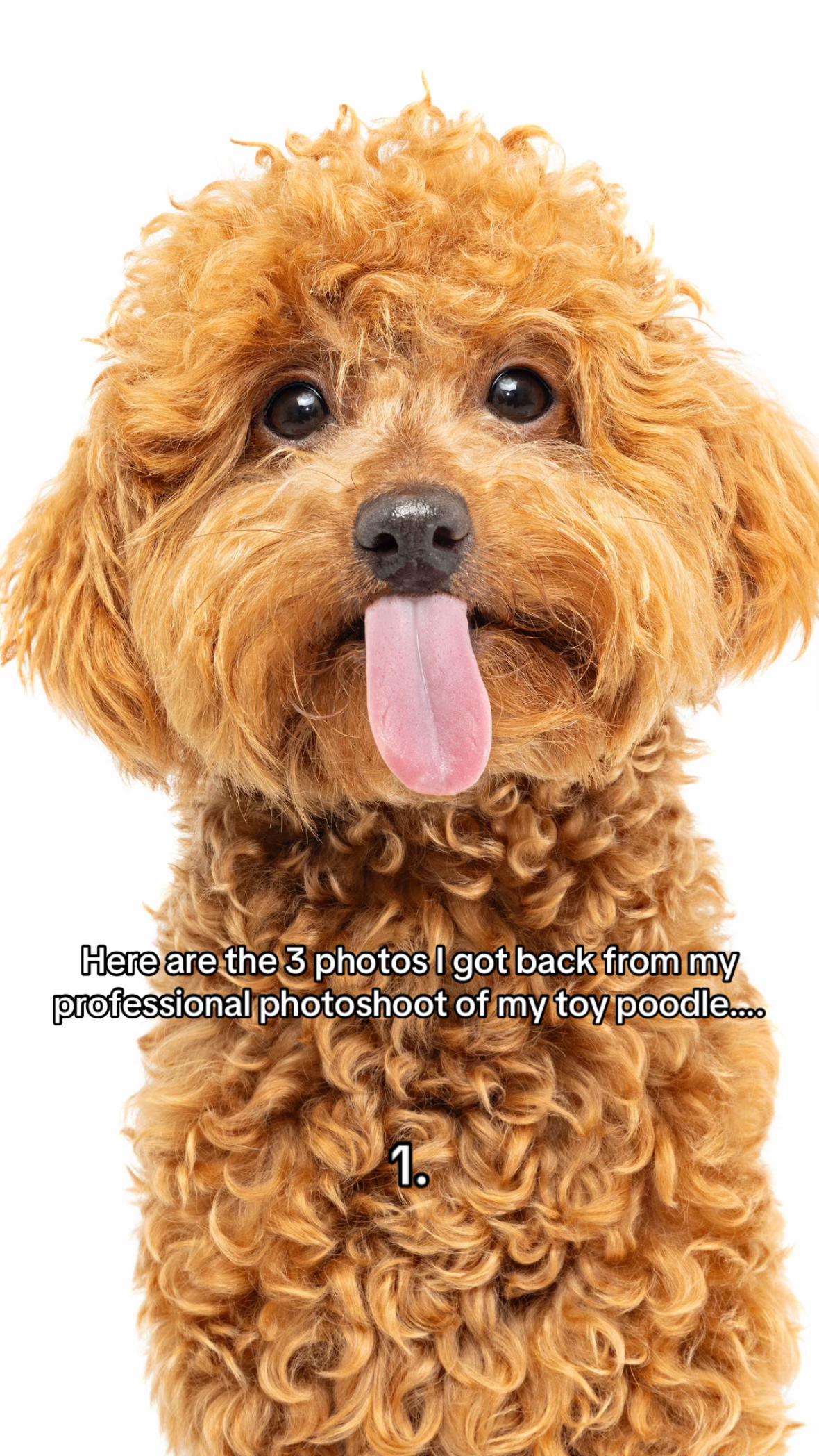 @peppermytoypoodle