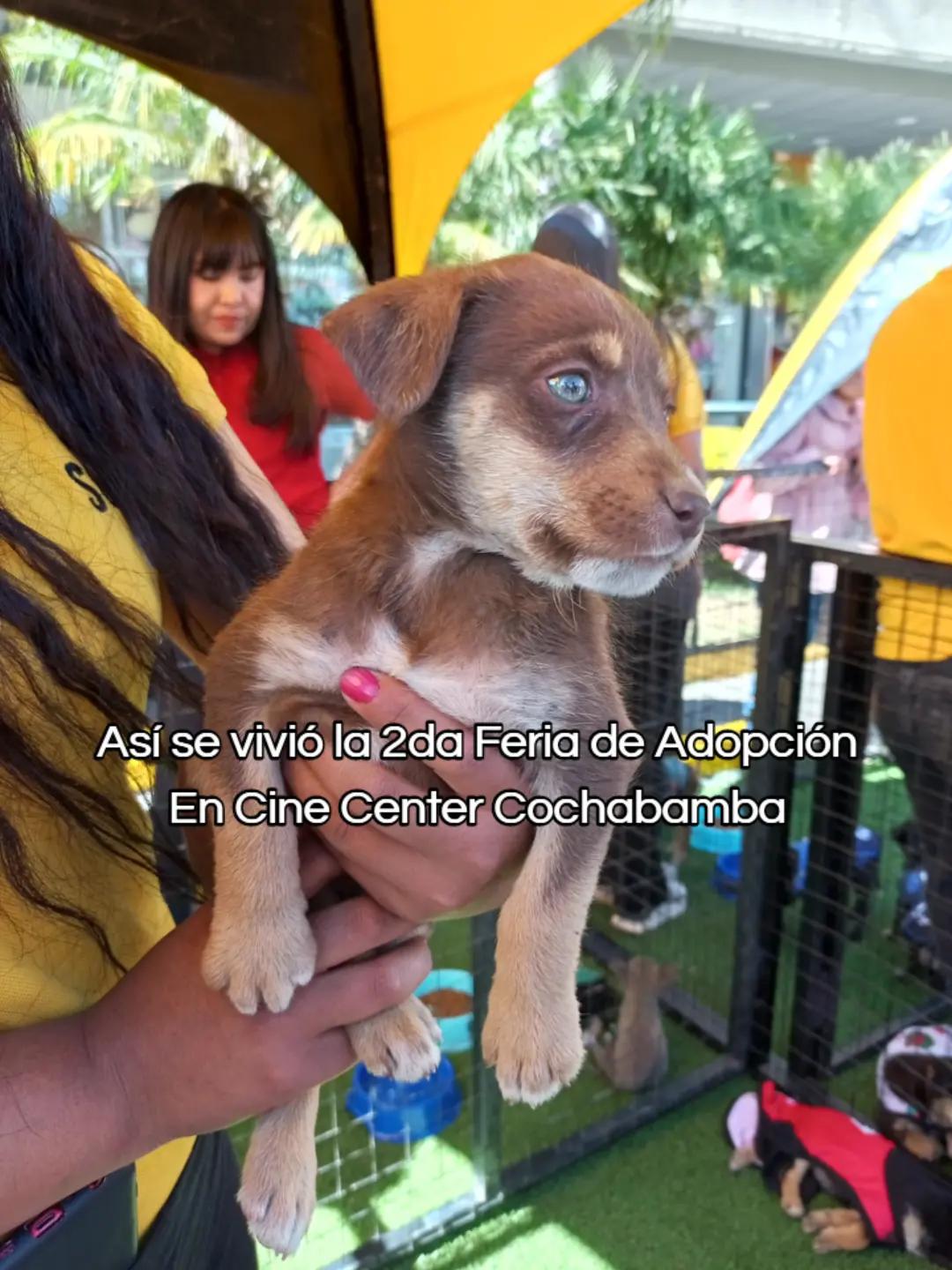 @Cocha Escucha