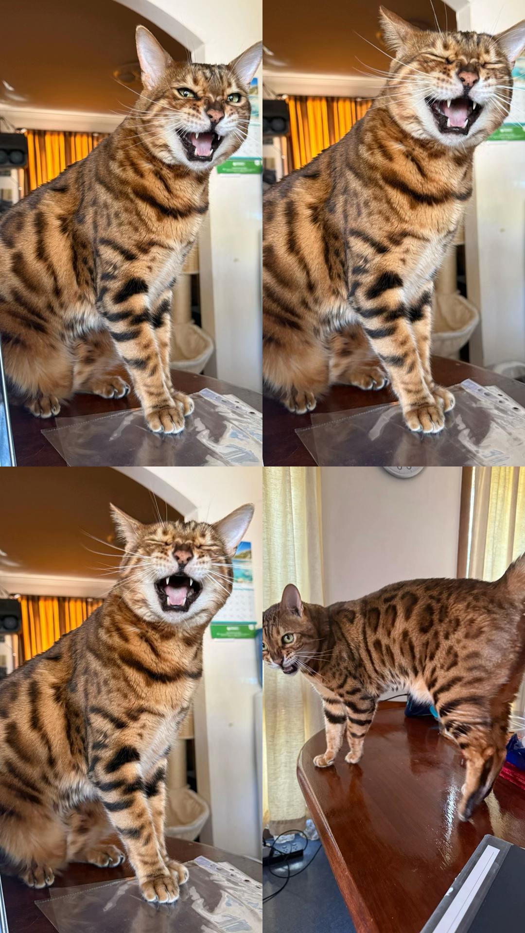 @TiggerthebrownBengal🇦🇺