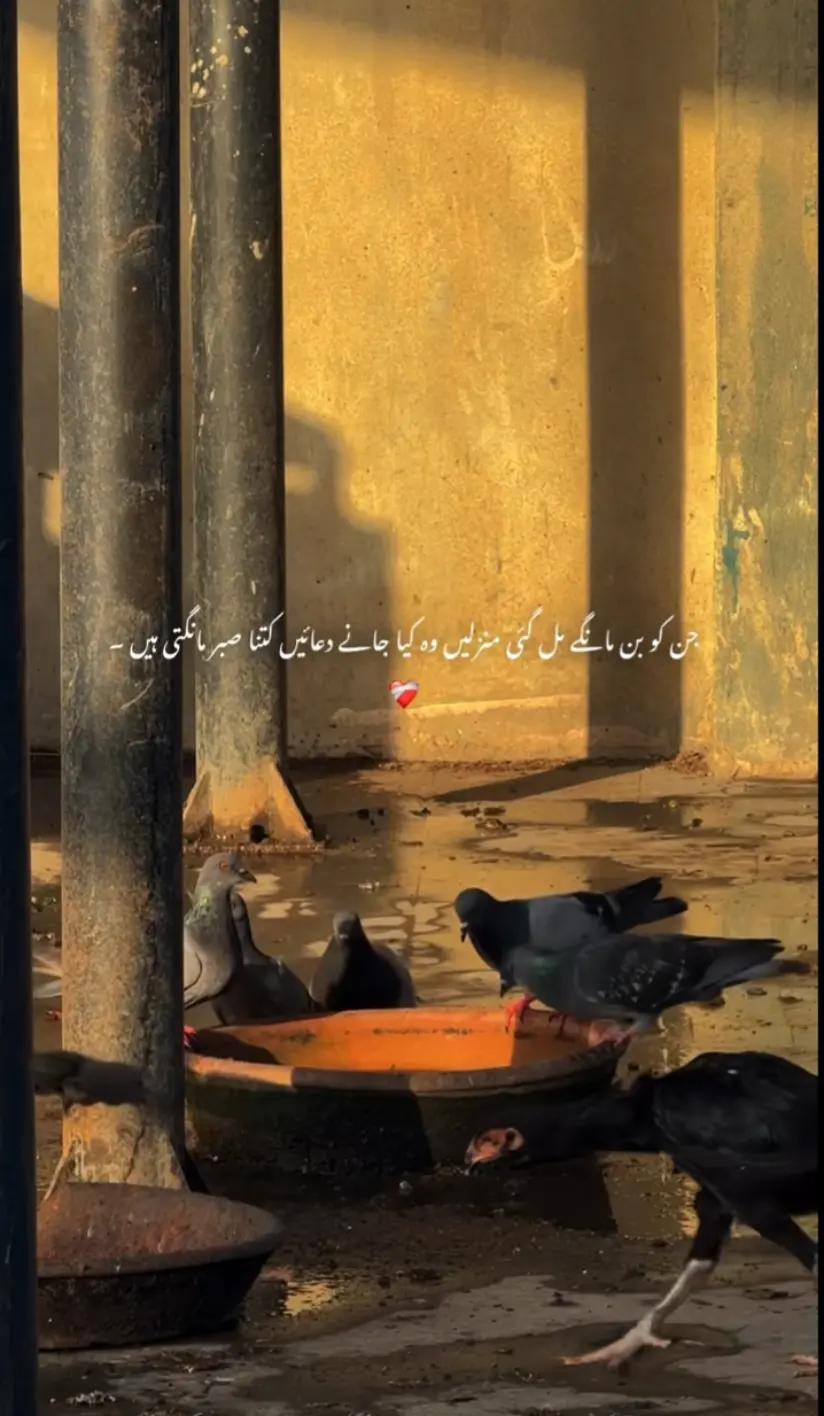 @ہمسفر کی لاڈلی👑😘🧿