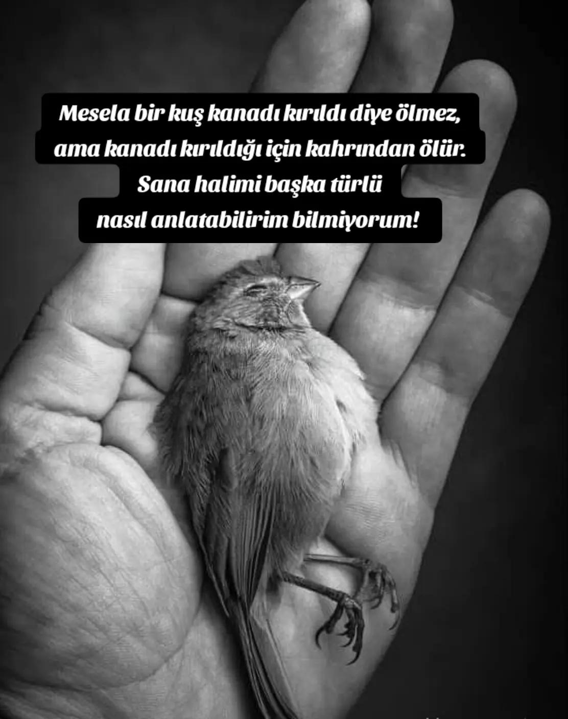 @🇹🇷 Zeynep 🇹🇷