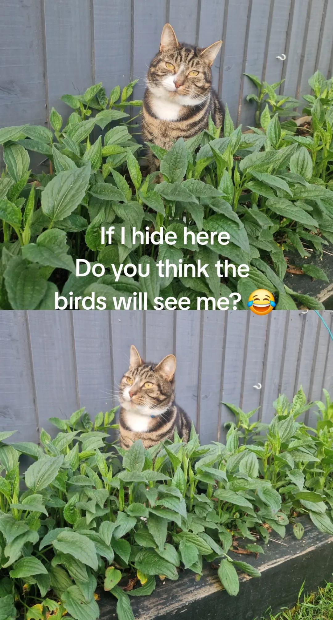 @Banjothecat2024