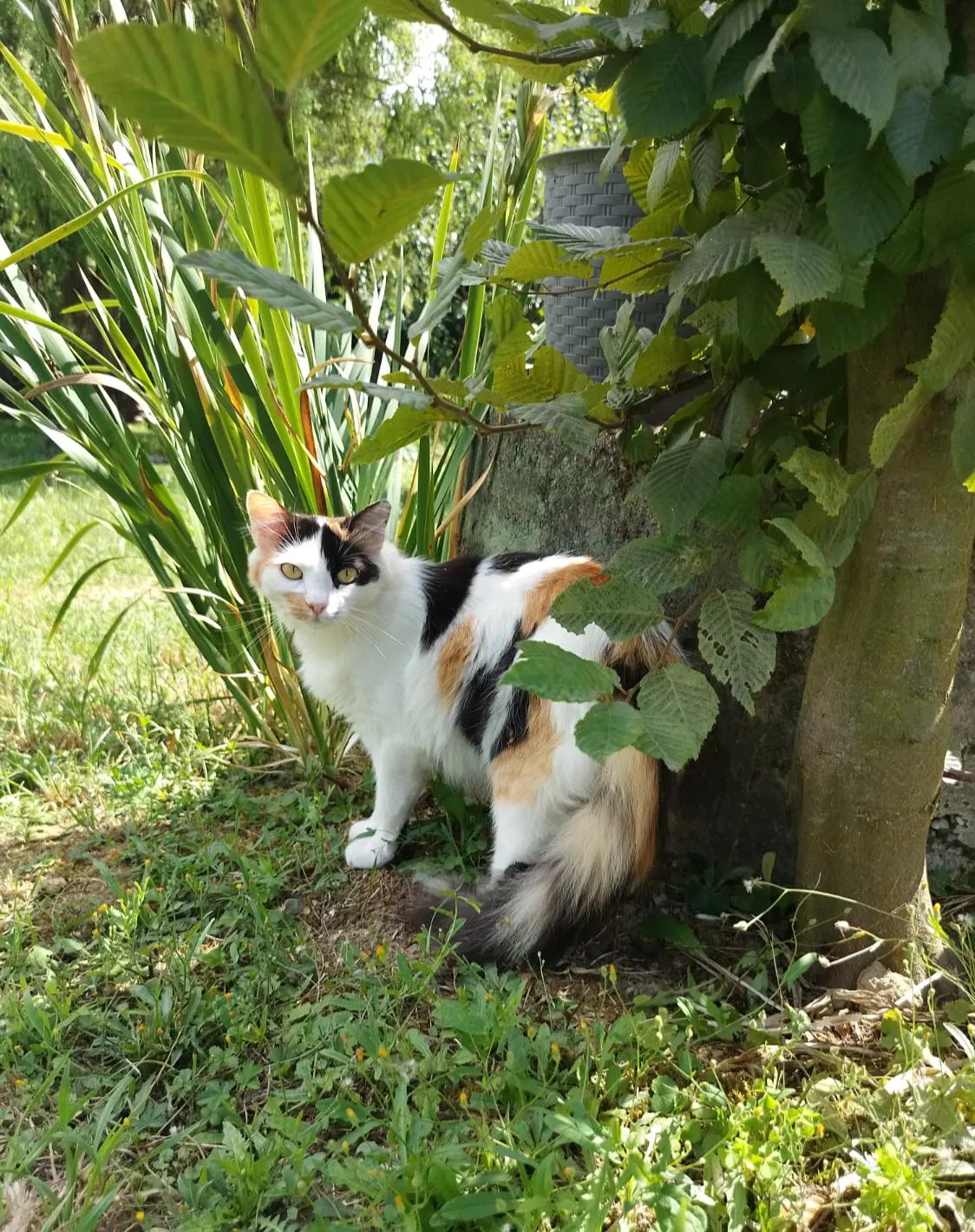@MicroCat🐈⬛Kaya🐈⬛🩷💎