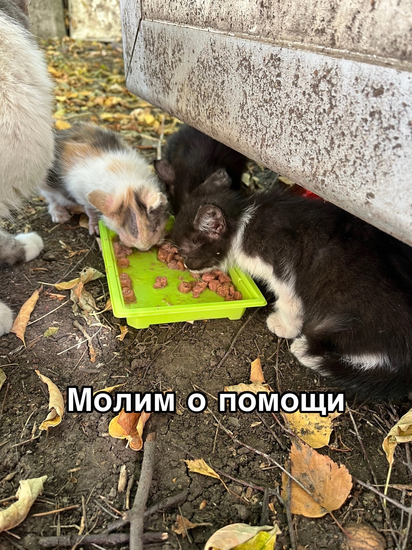 @Приют Потеряшка