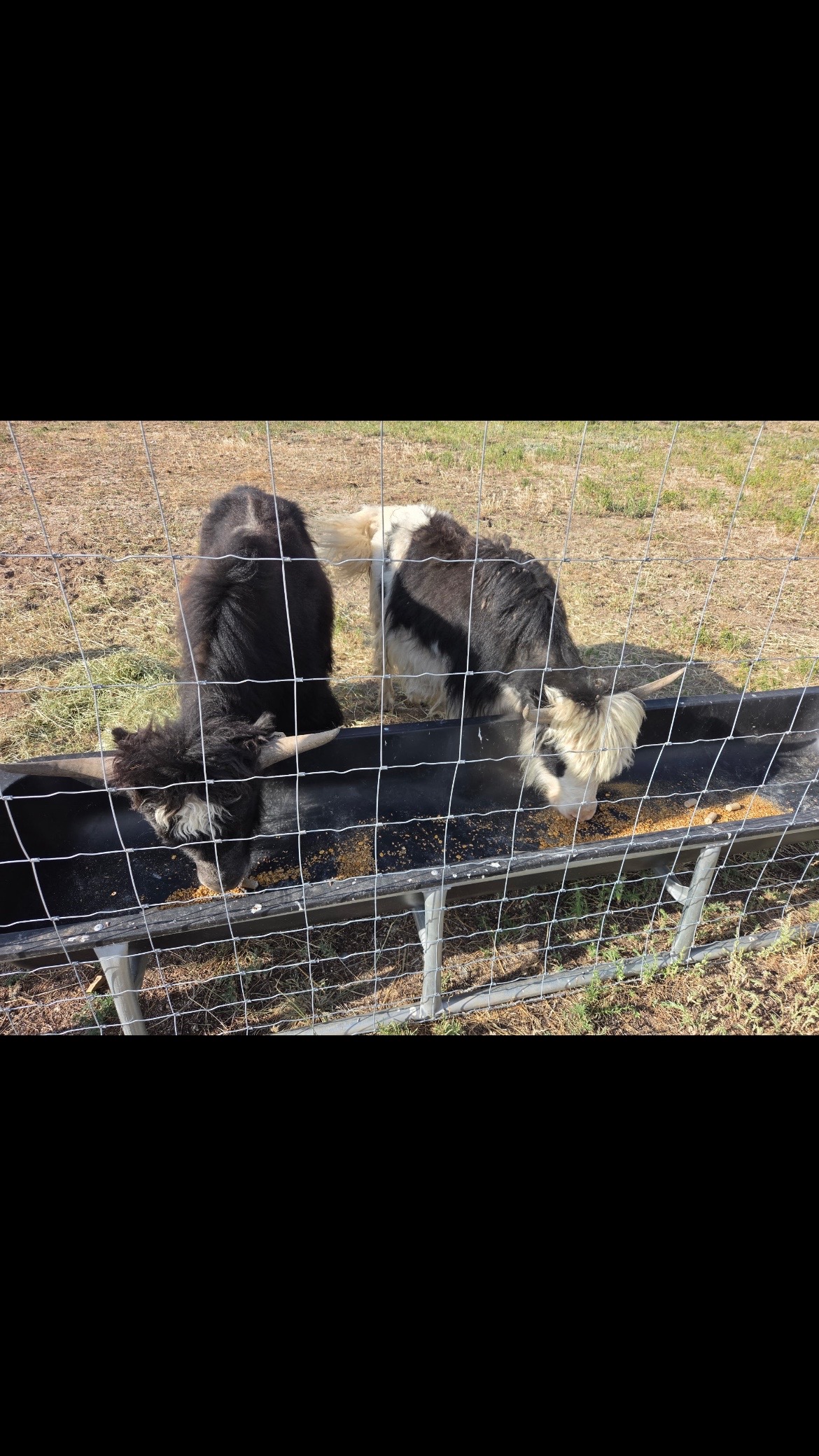 @Yakety Yak Ranch