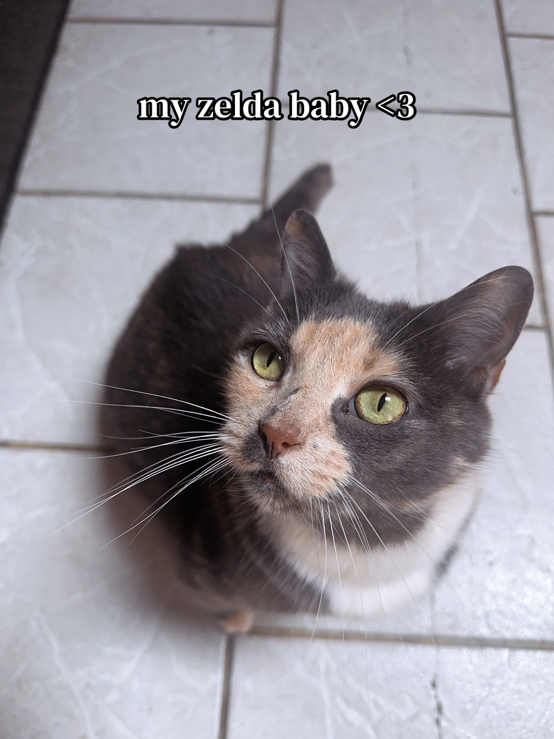 @shia⍤