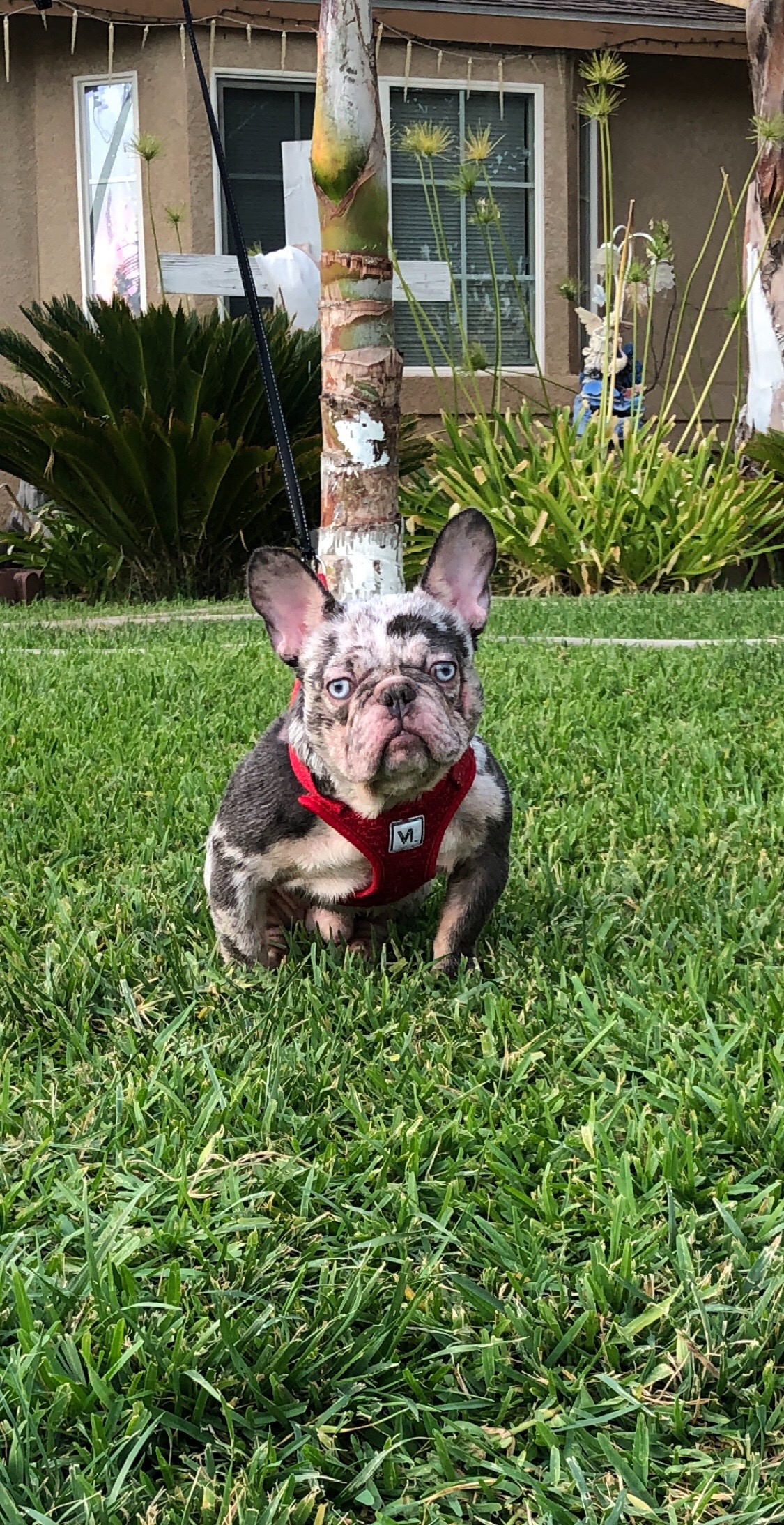 @rb_frenchies559