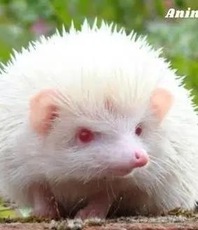 @Z the hedgeWolf ๐ฆ๐บ