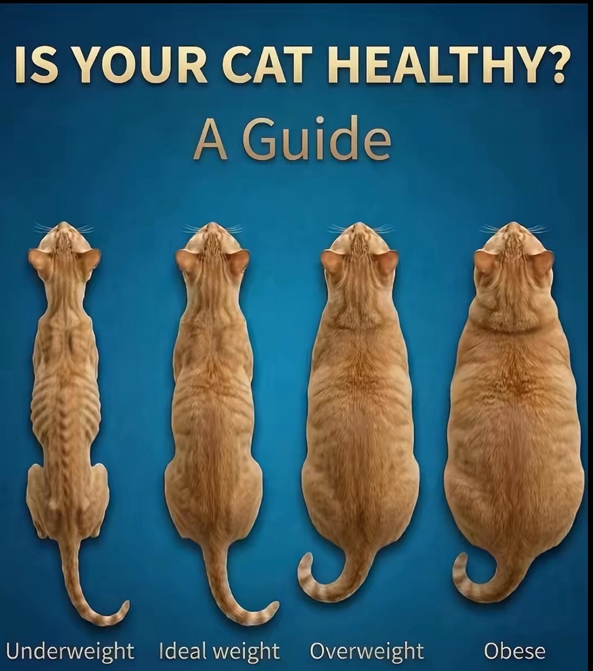 @Satellite📡