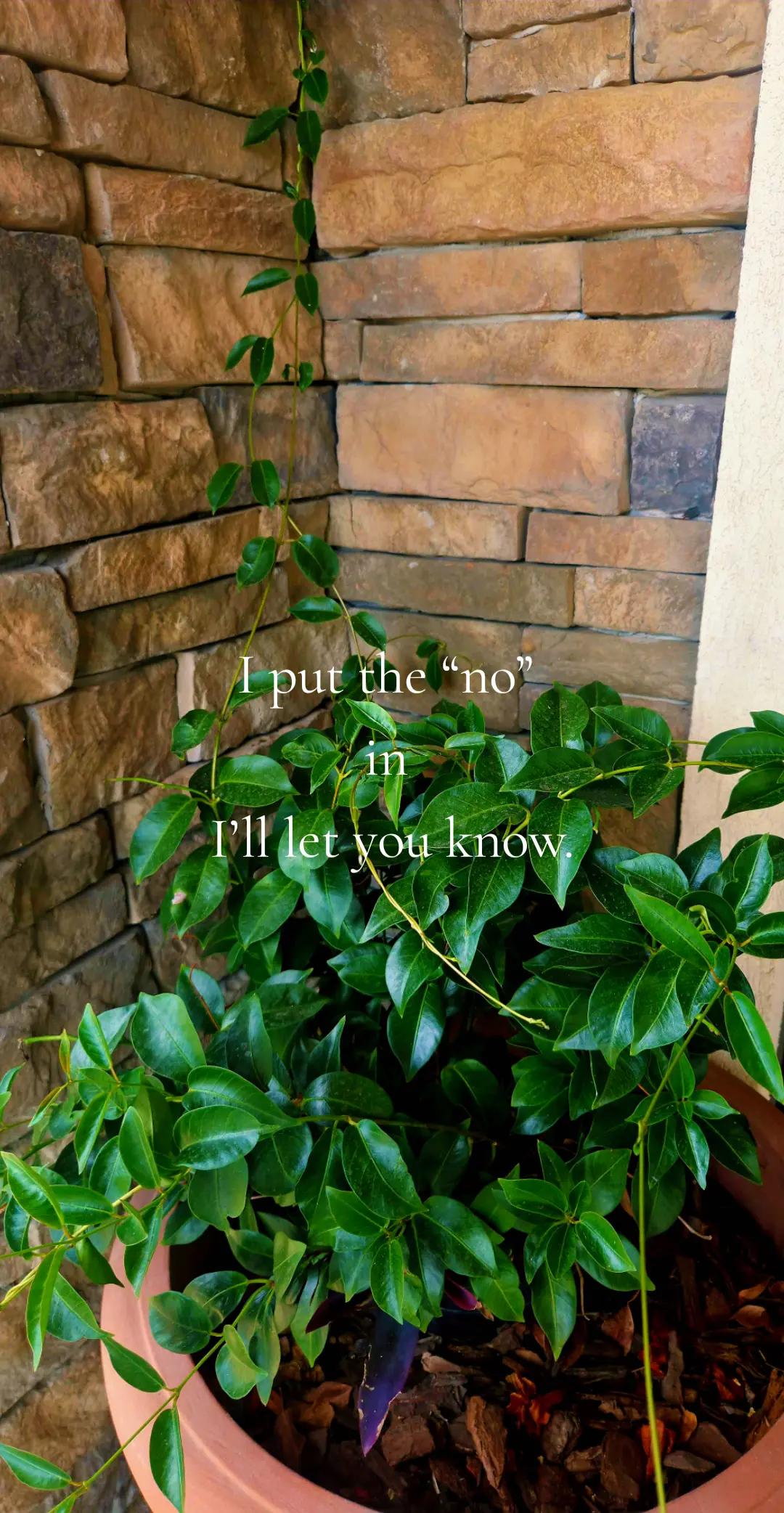 @LuLu