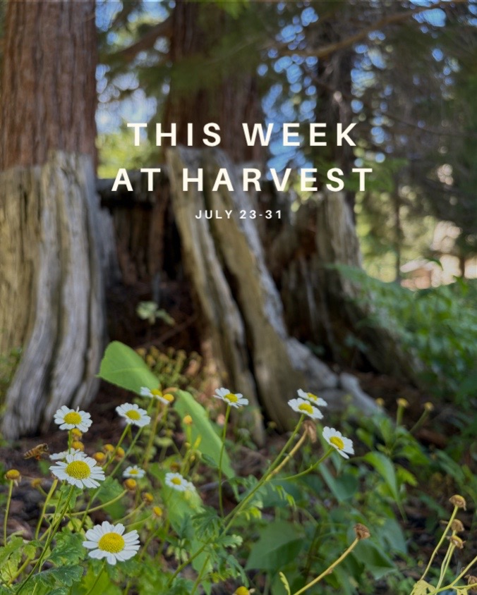 @Steph | Harvest