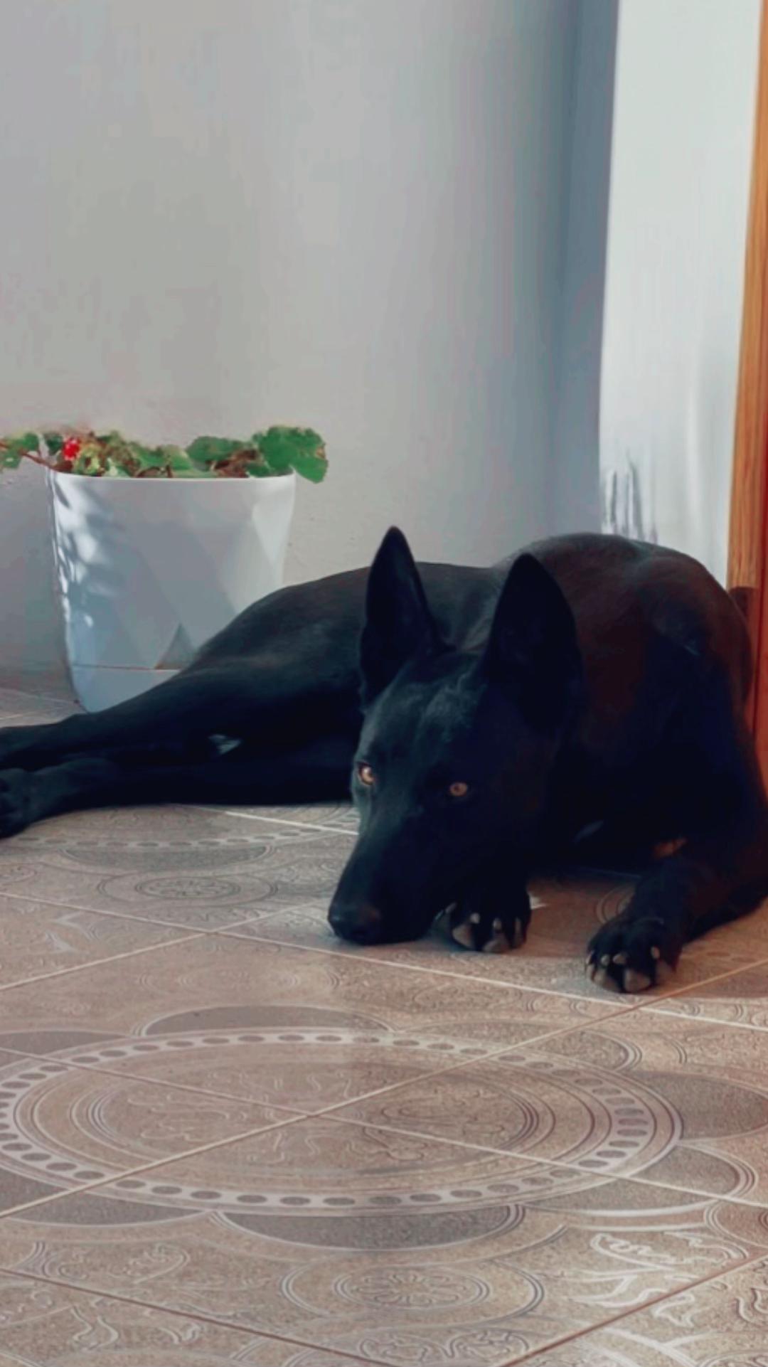@The_belgian_malinois