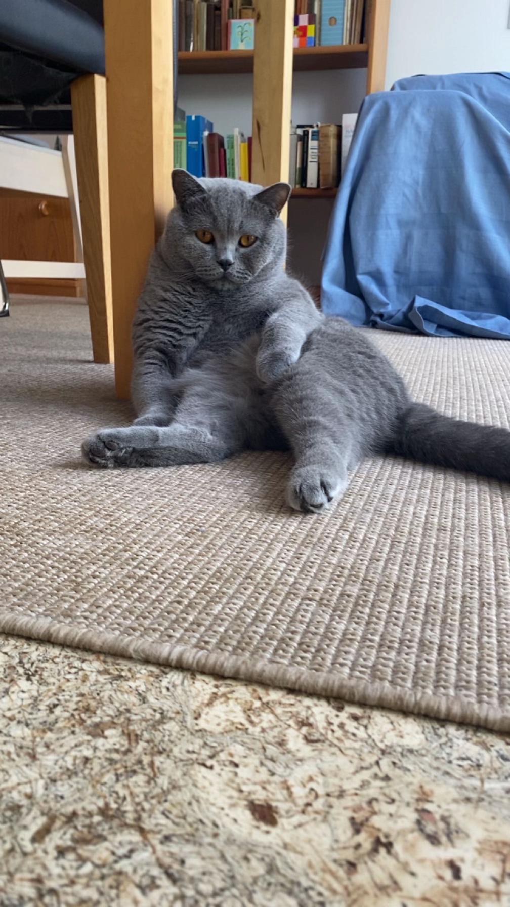 @😸