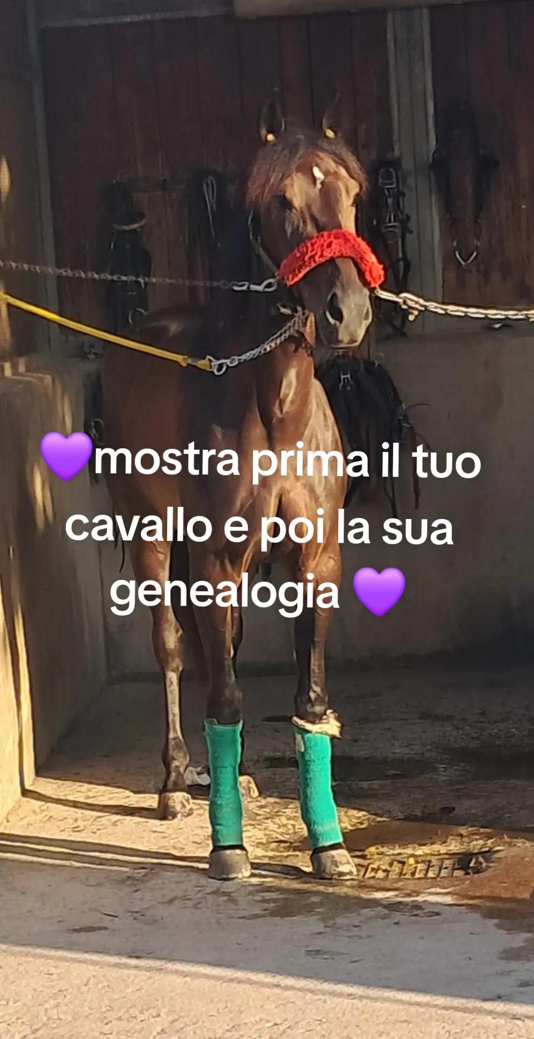 @Ginomarchese❤️
