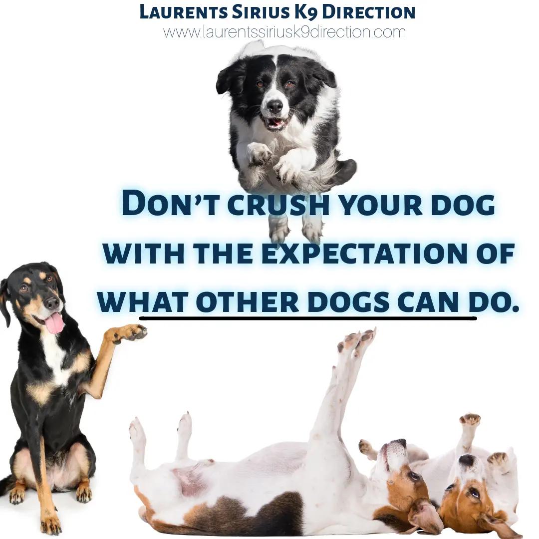@Laurent&rsquo;s Sirius K9 Direction