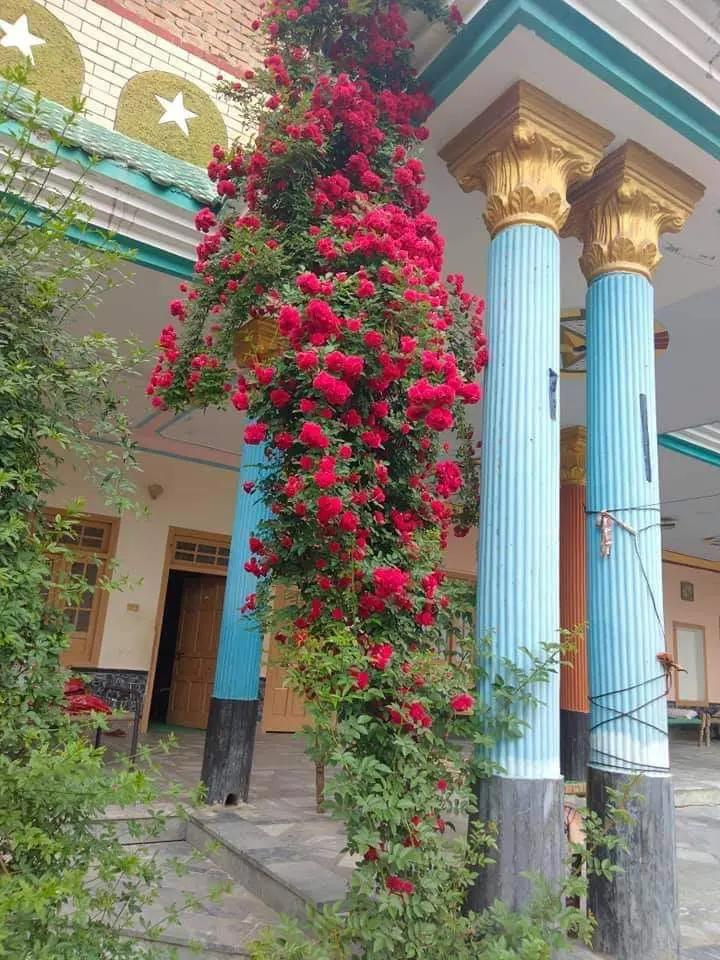 @💞Only_Flowers💞