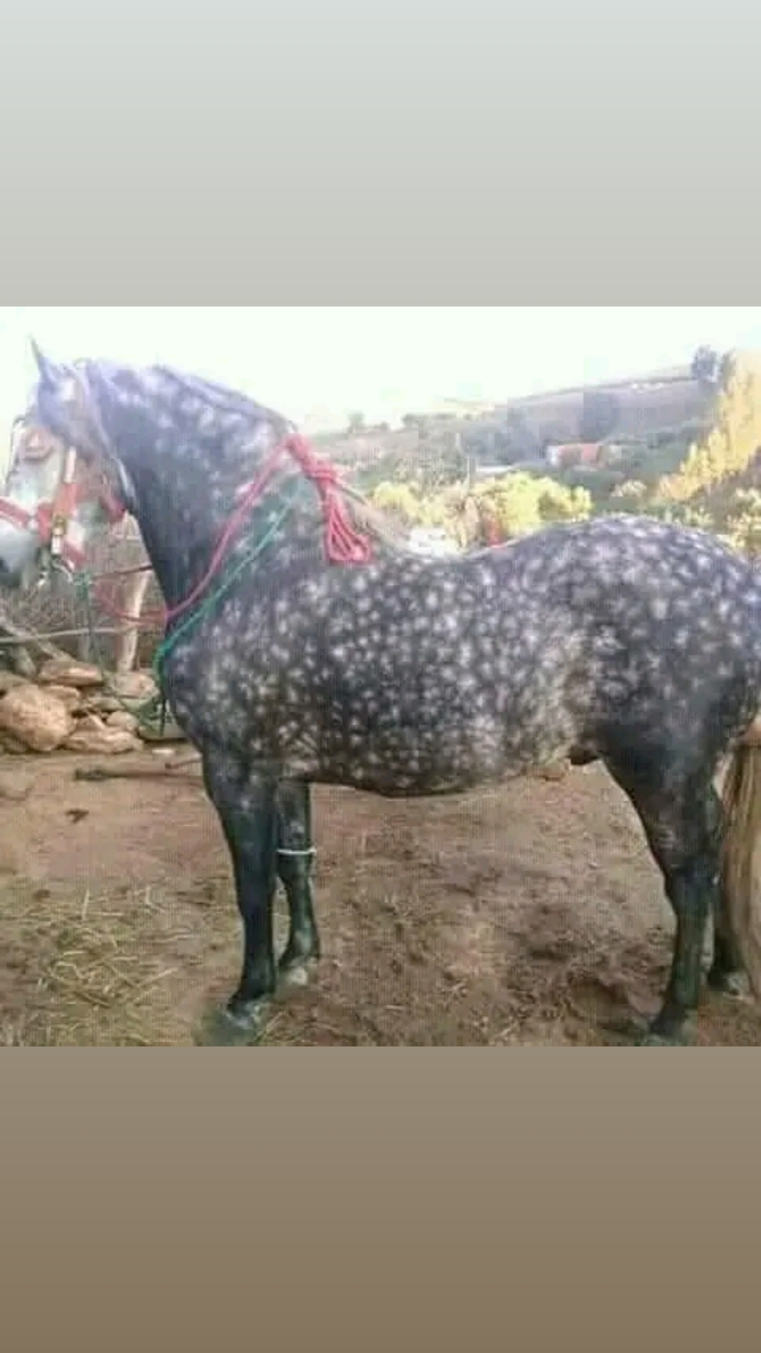 @Ibrahim Benaouda