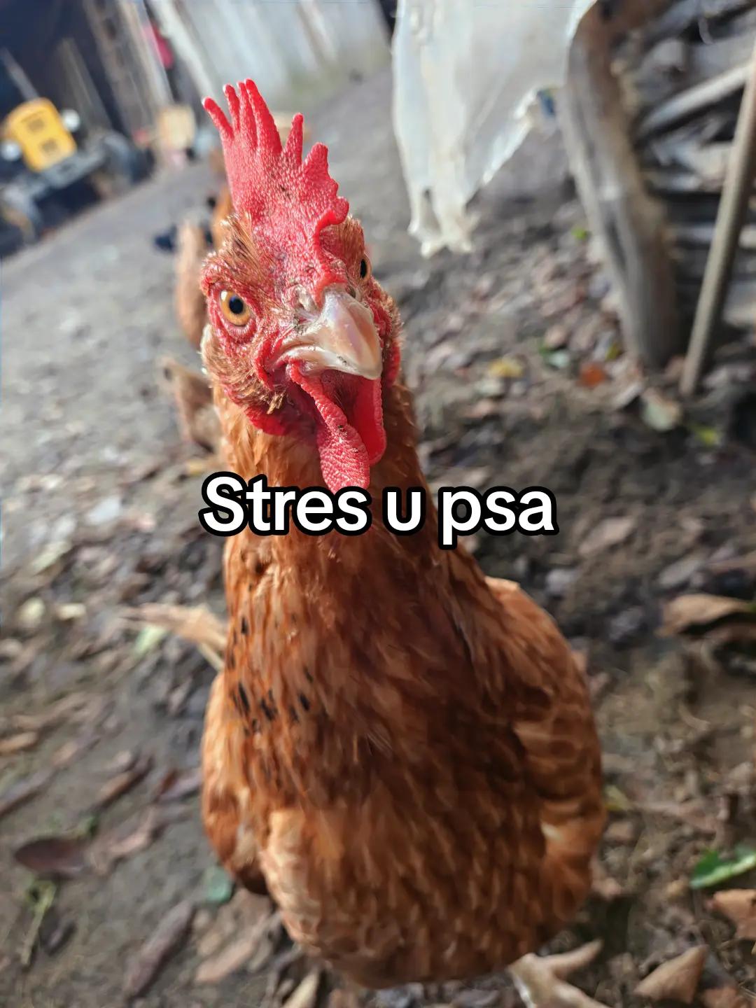 @KochamKurki❤️🐔
