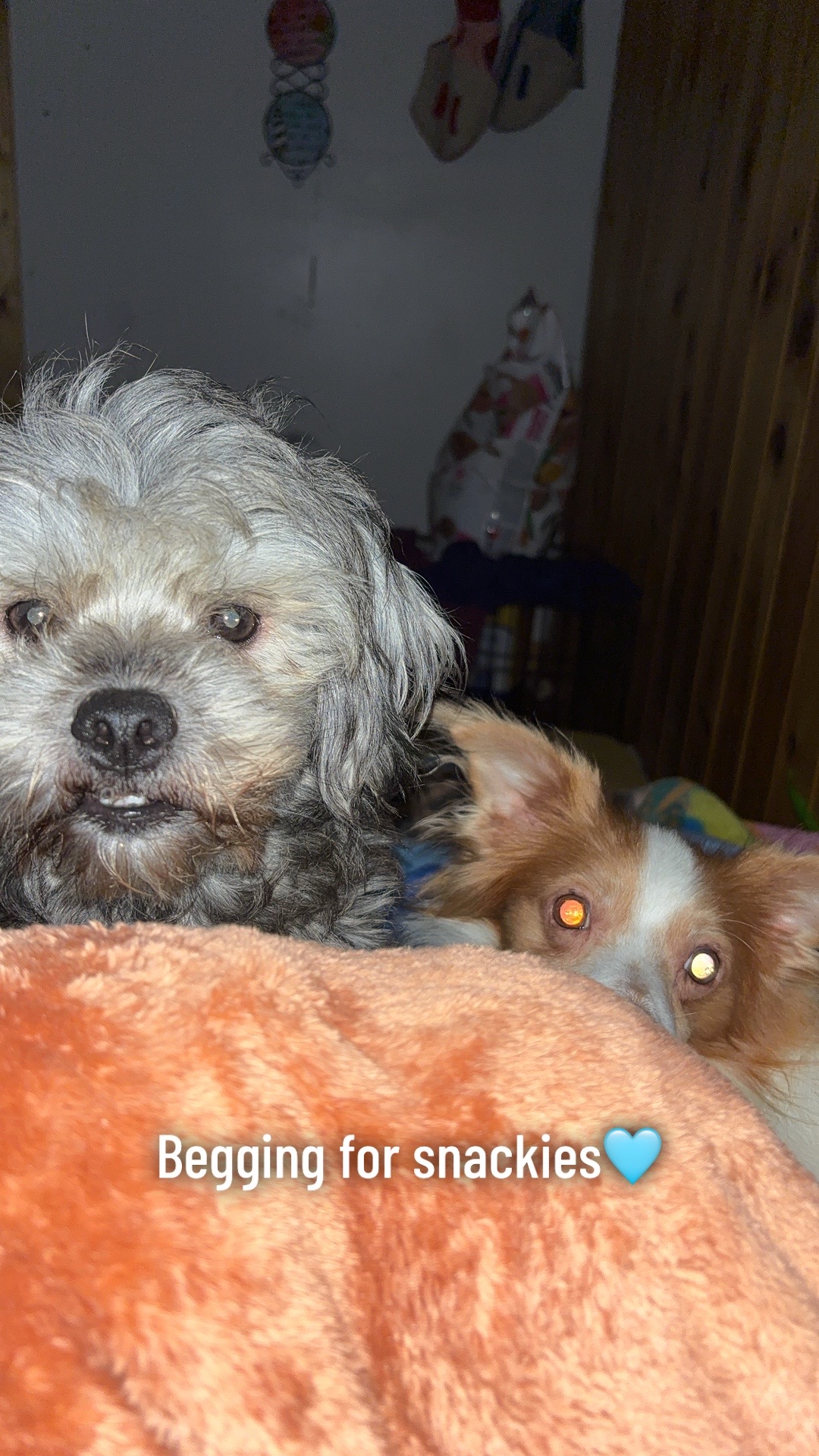 @QueenBri, Ralphie & Peanut
