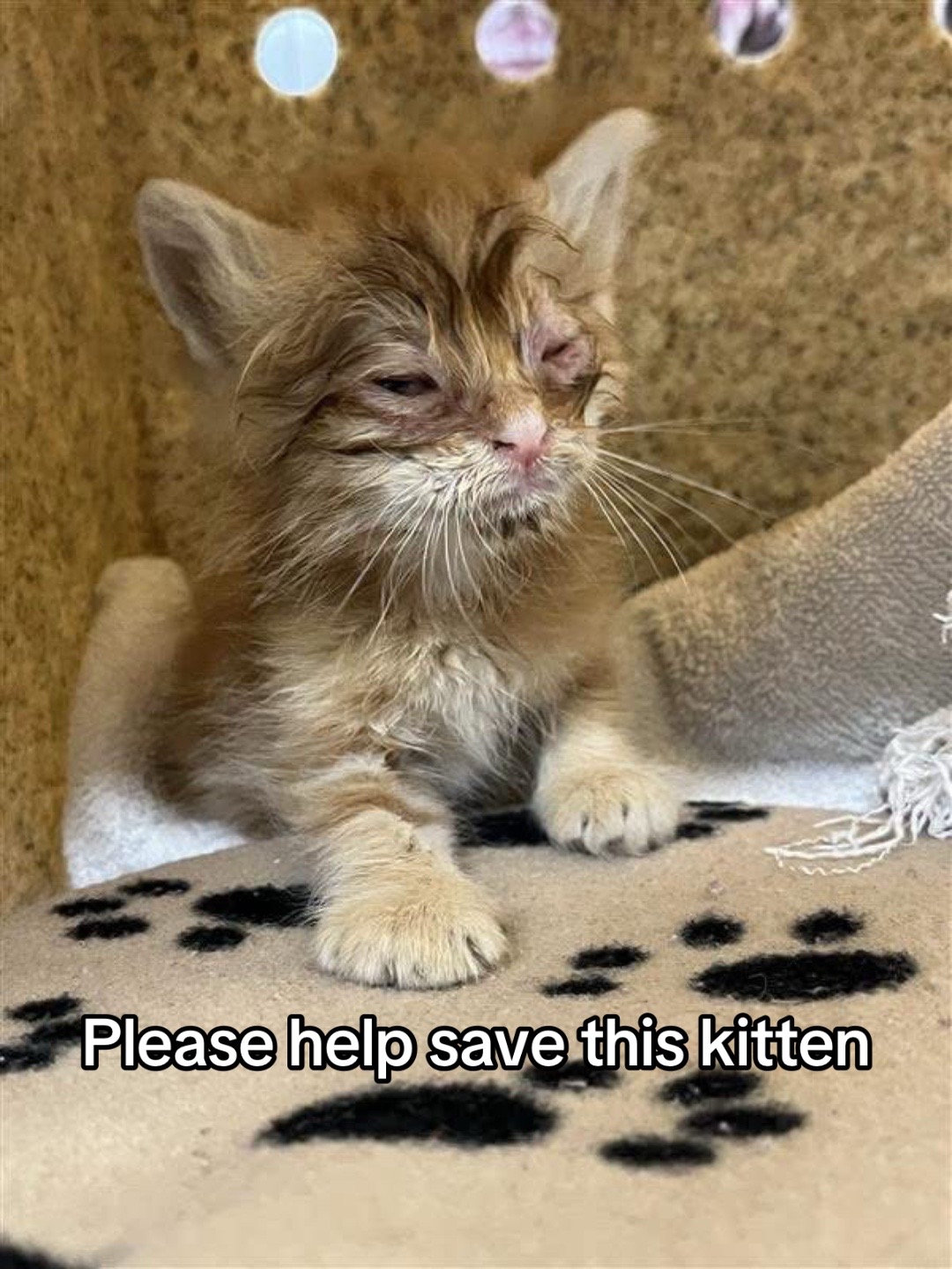 @the rescuers