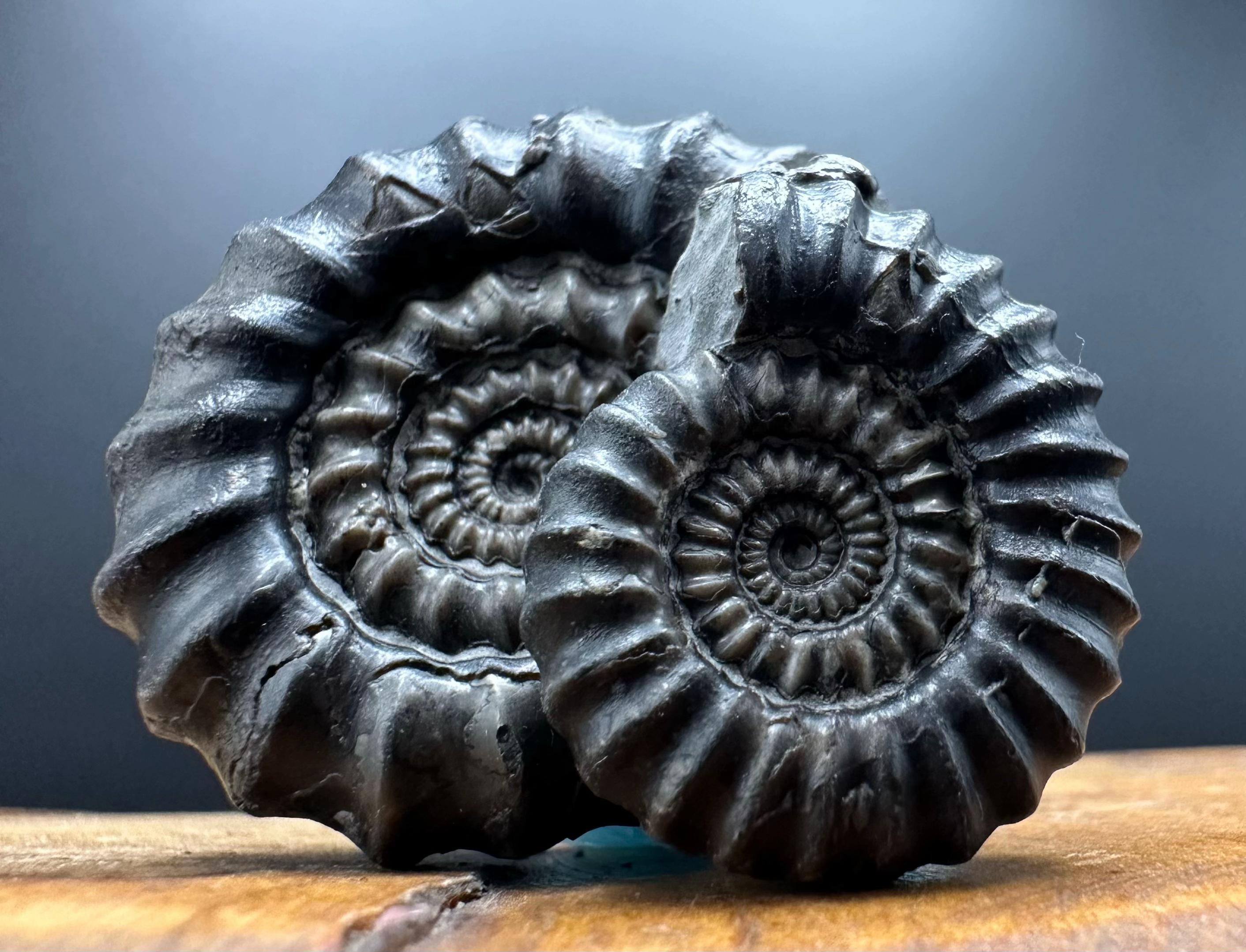 @yorkshire.fossils