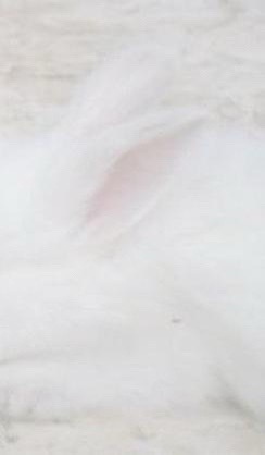 @☘️♪‧₊˚𓏲ּ𝄢🦄