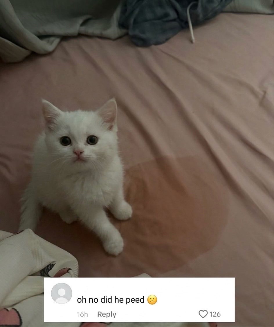 @cat memes
