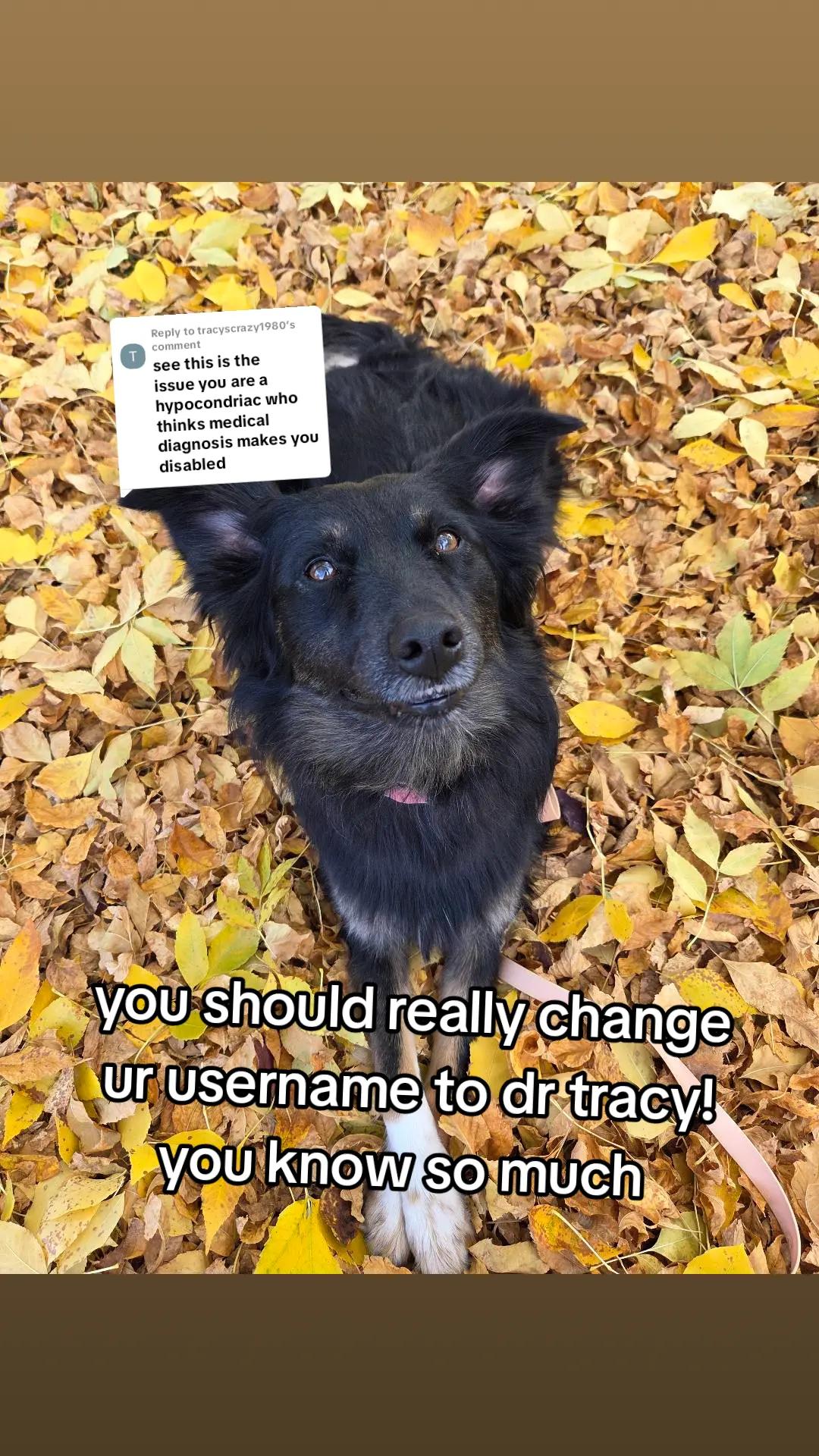 @Nala the Service aussie