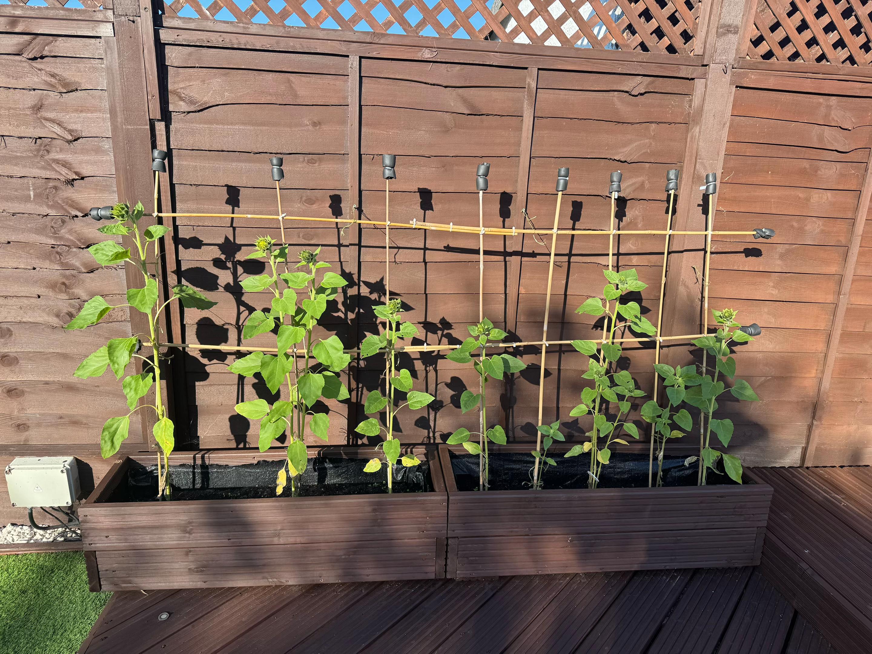 @Granddad Greenhouse