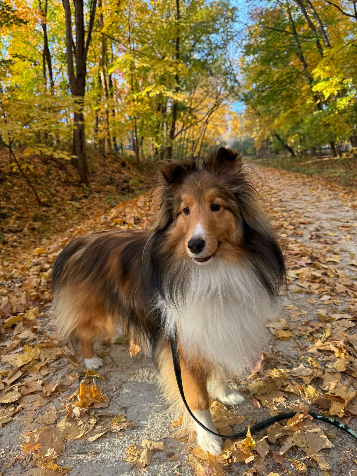 @Pepin The Sheltie