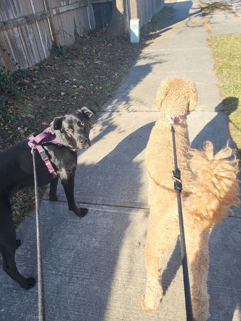 @WestEndDogWalking🐕🚶♀️