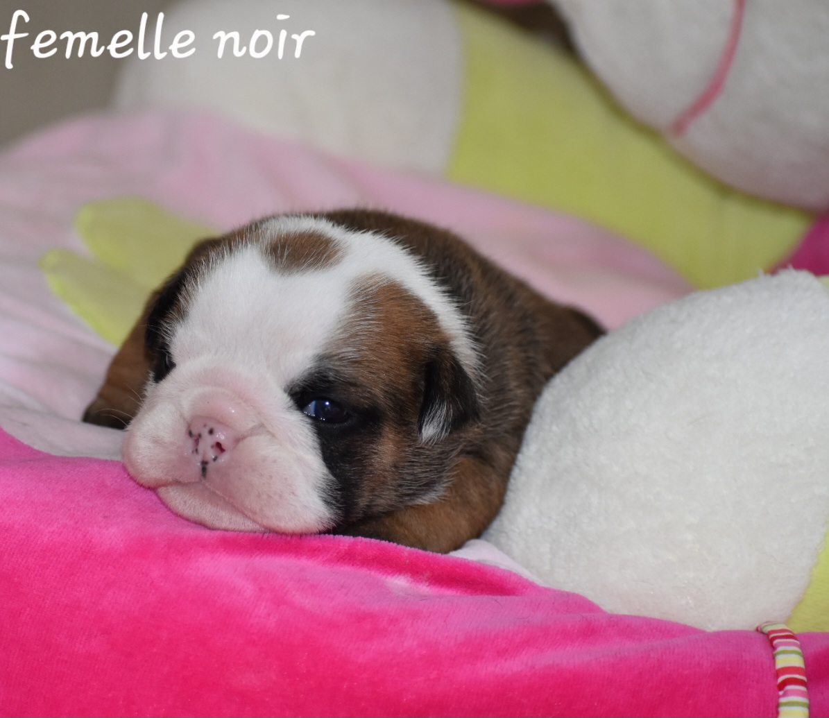@du monde des bulls