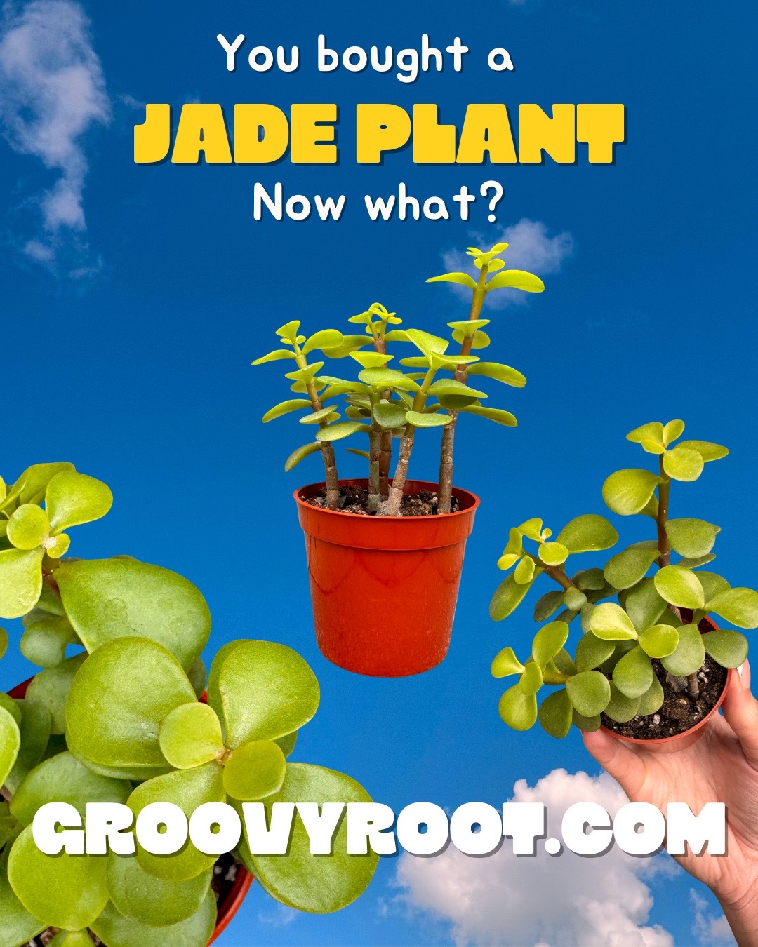 @groovy✿root
